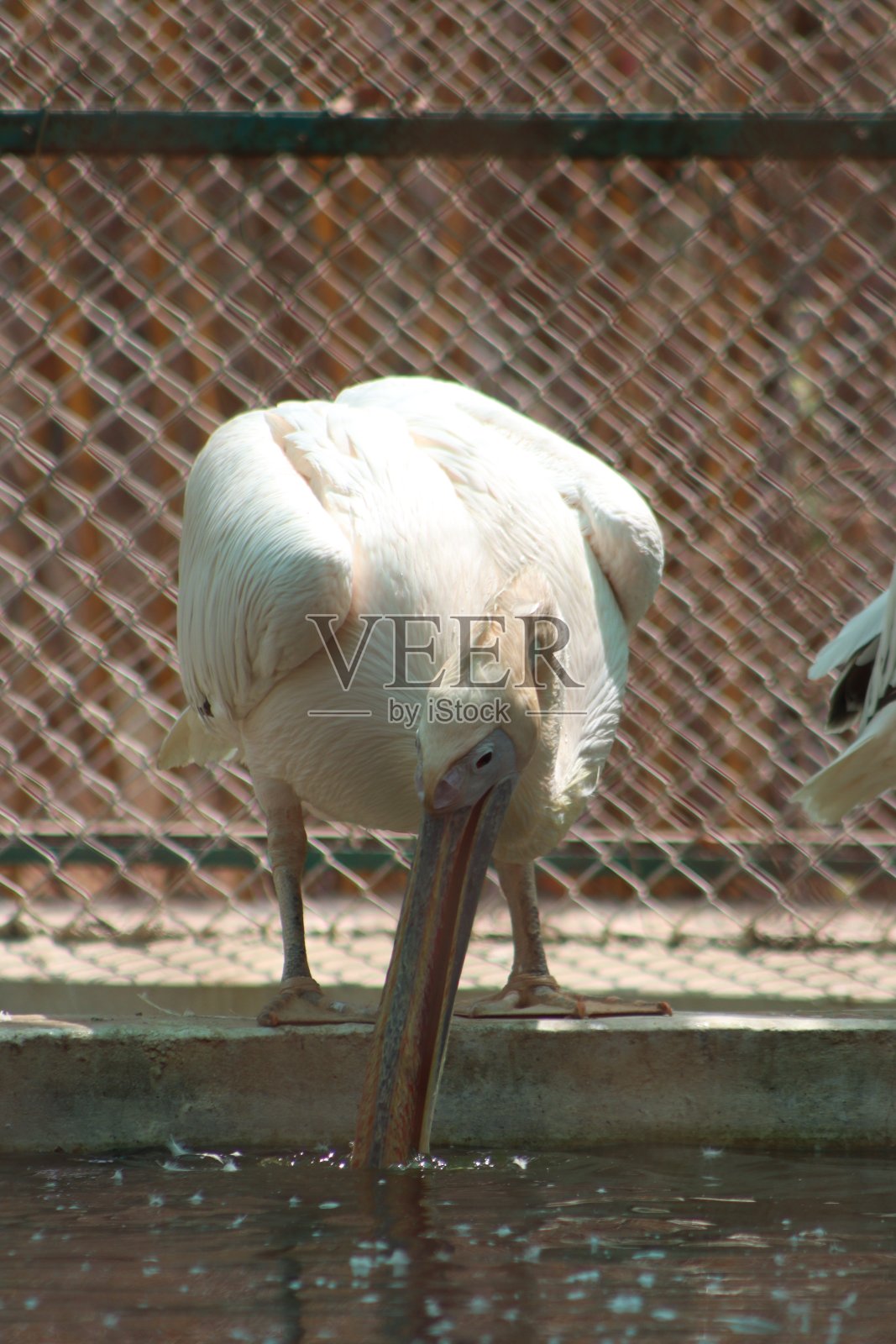大白鹈鹕在下午旅行时的摄影照片摄影图片
