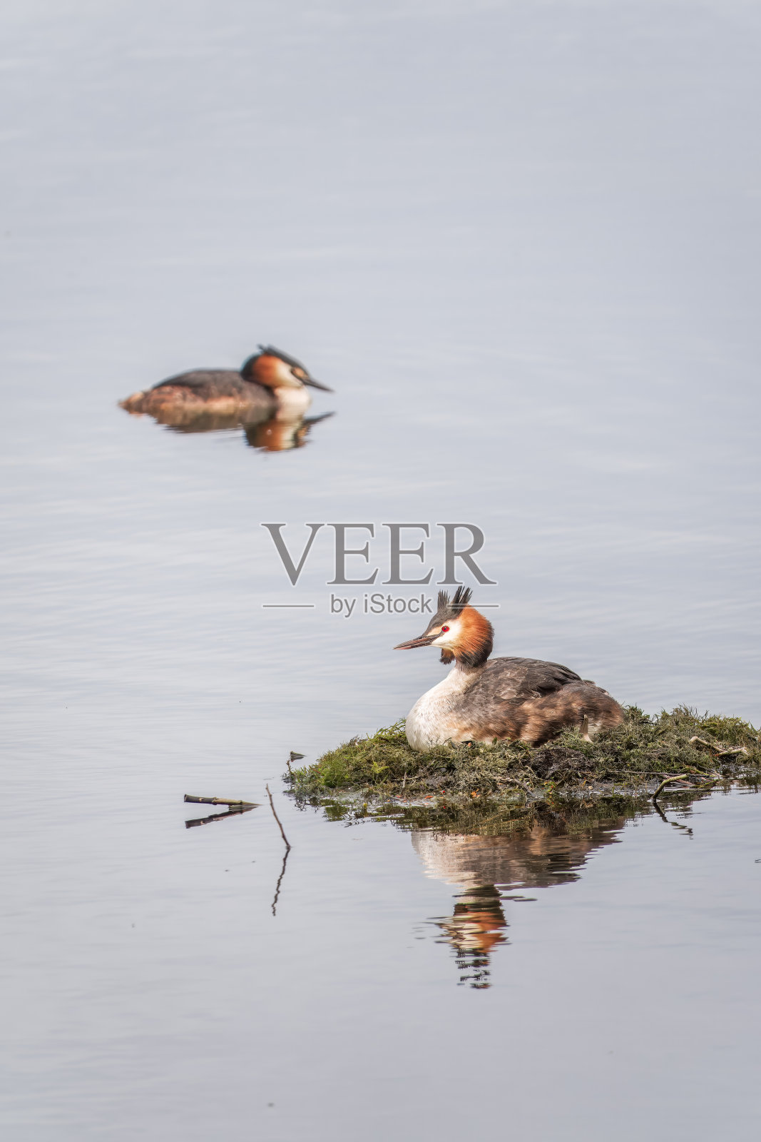 凤头Grebe, Podiceps cristatus，水鸟坐在巢上，筑巢时间在翠绿的湖面上照片摄影图片