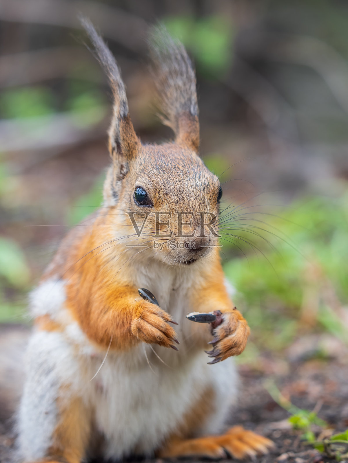 松鼠坐在绿草地上。欧亚红松鼠坐在草地上，背景是明亮的绿色照片摄影图片