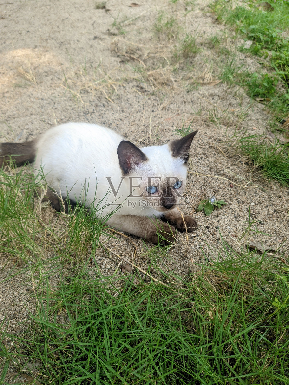 美丽的乡村猫有白色，棕色和黑色的颜色照片摄影图片