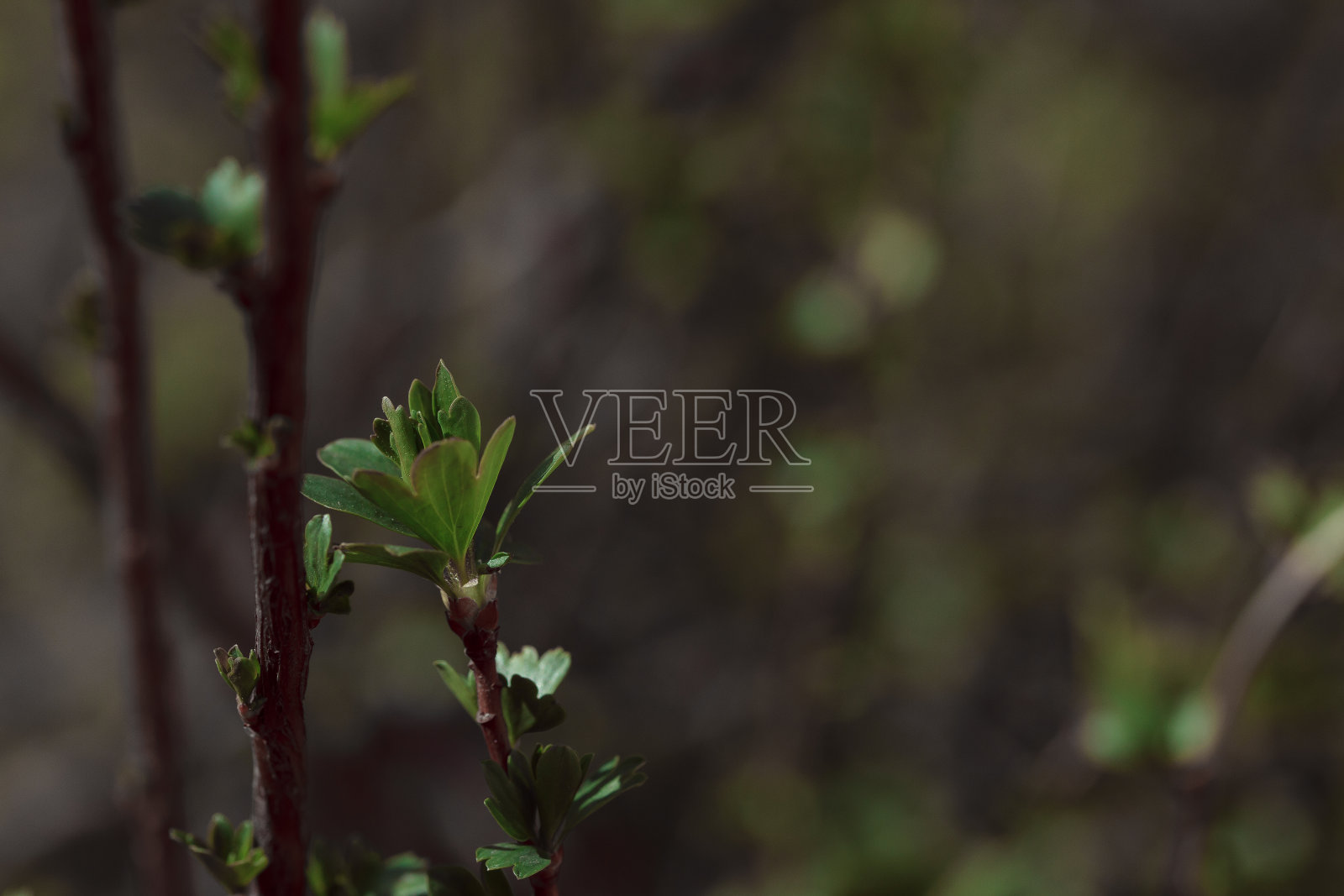 庄园里新鲜的夏季植物。照片摄影图片