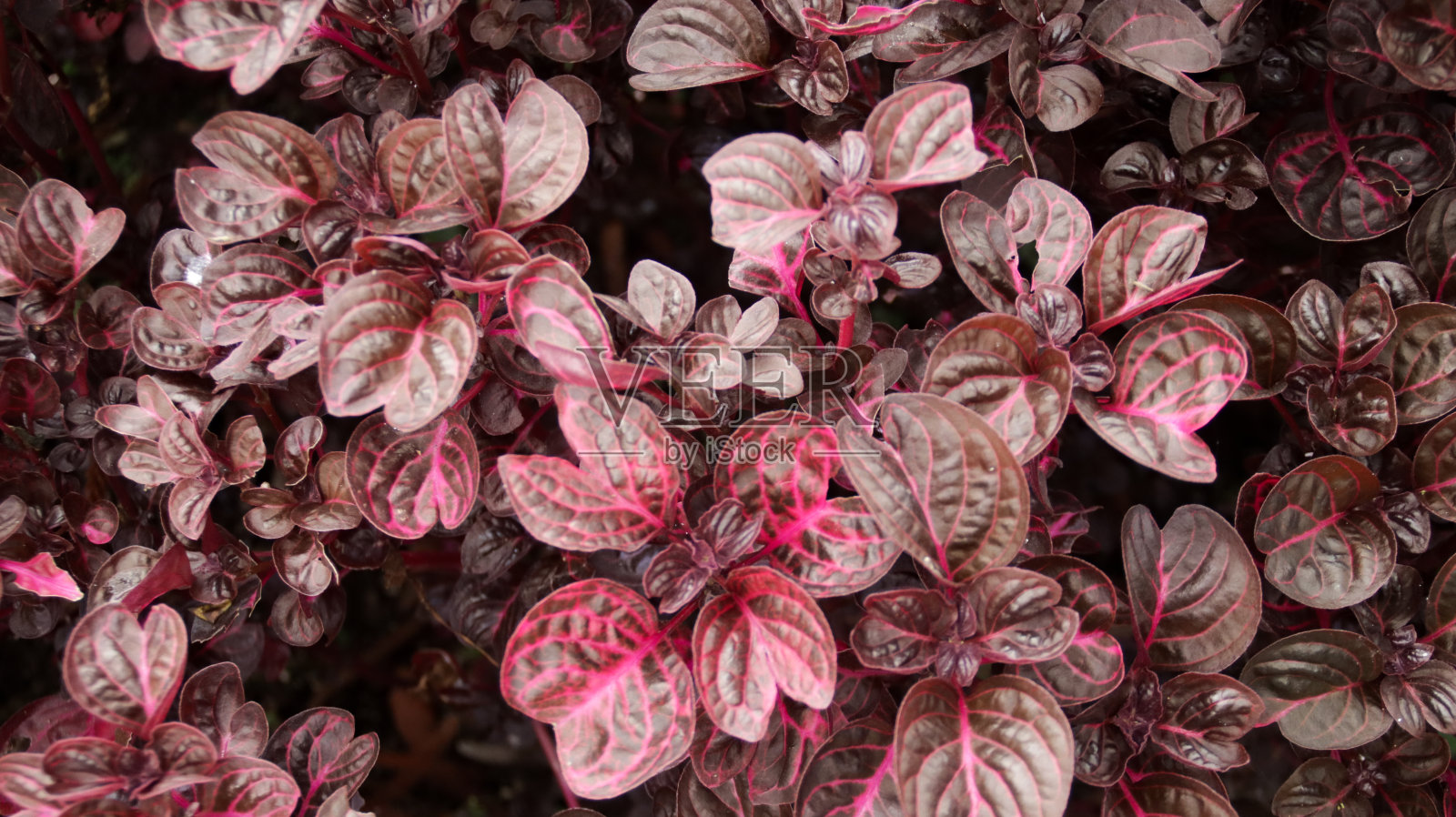 在郁郁葱葱的花园环境中，捕捉到详细的纹理和颜色对比，自然的绿色背景。照片摄影图片
