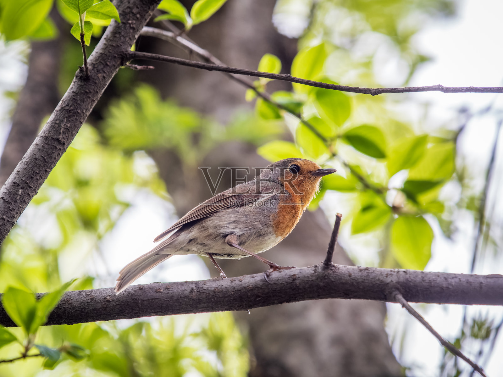欧洲知更鸟(Erithacus rubecula)是春天森林或公园里栖息在树上的鸣禽照片摄影图片
