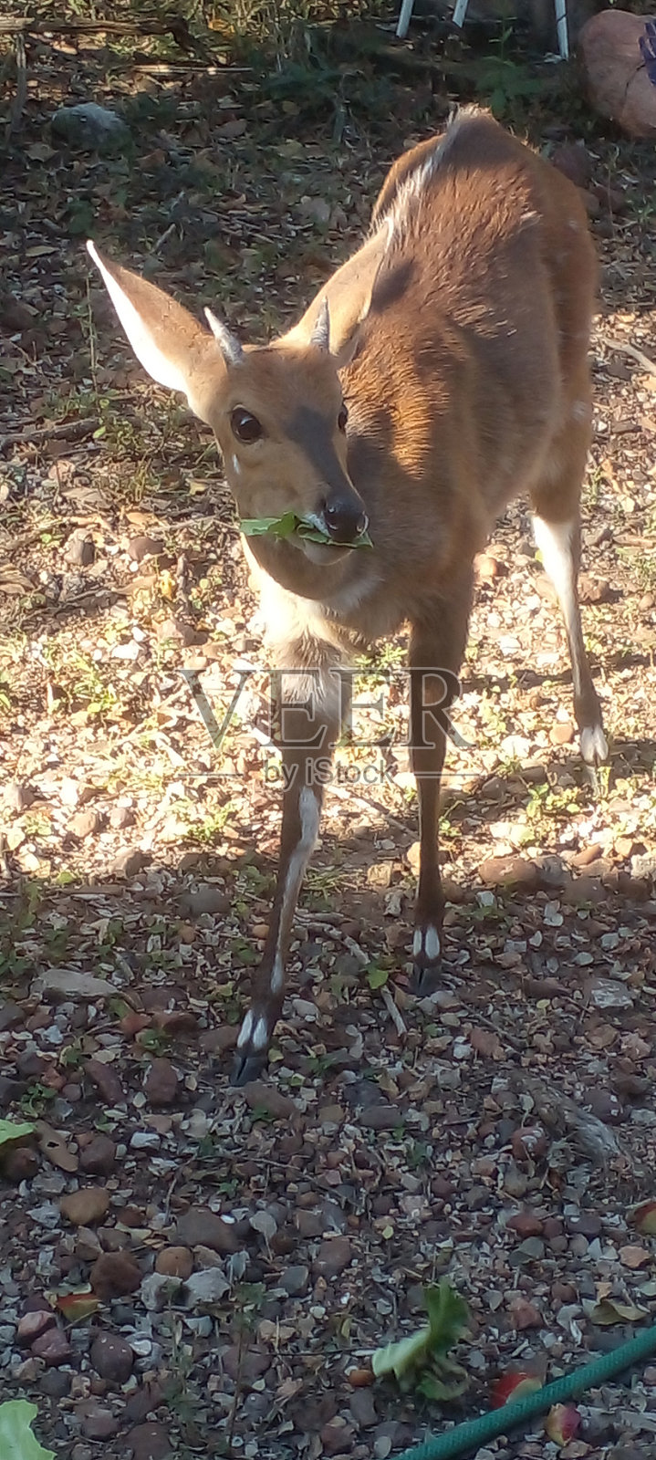 小羚羊照片摄影图片