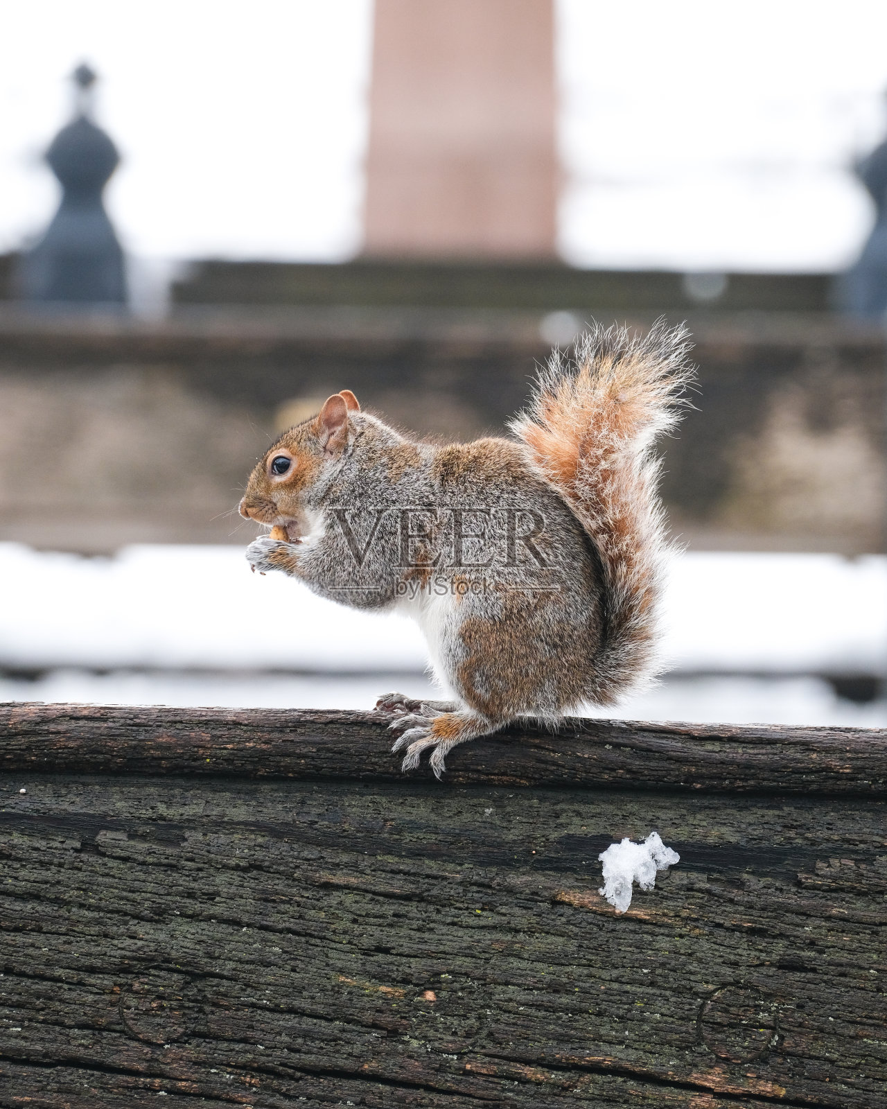 雪下的中央公园照片摄影图片