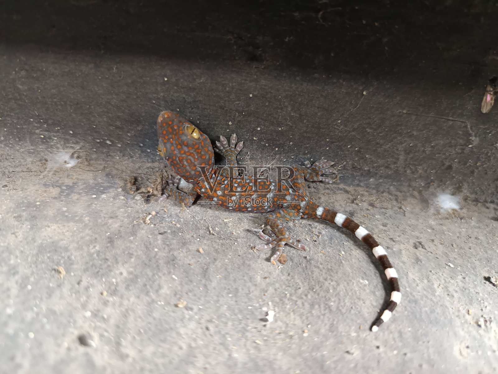 壁虎照片摄影图片