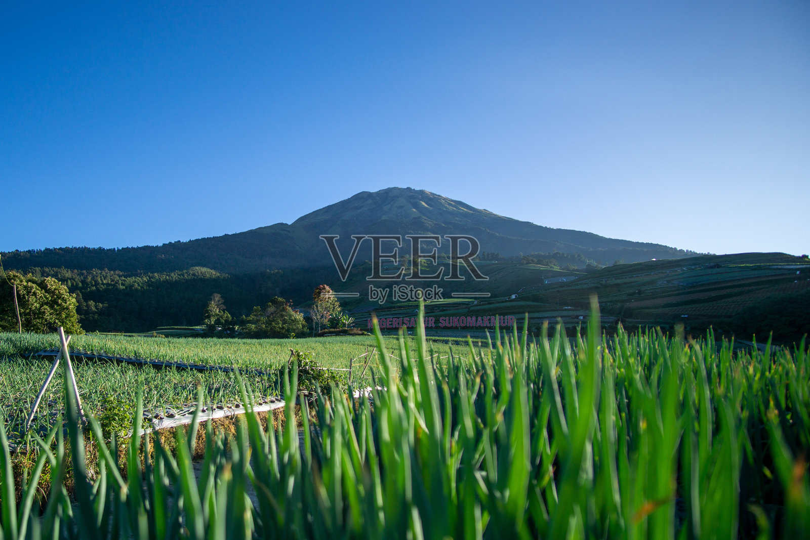嵩山脚下葱花园的美景照片摄影图片