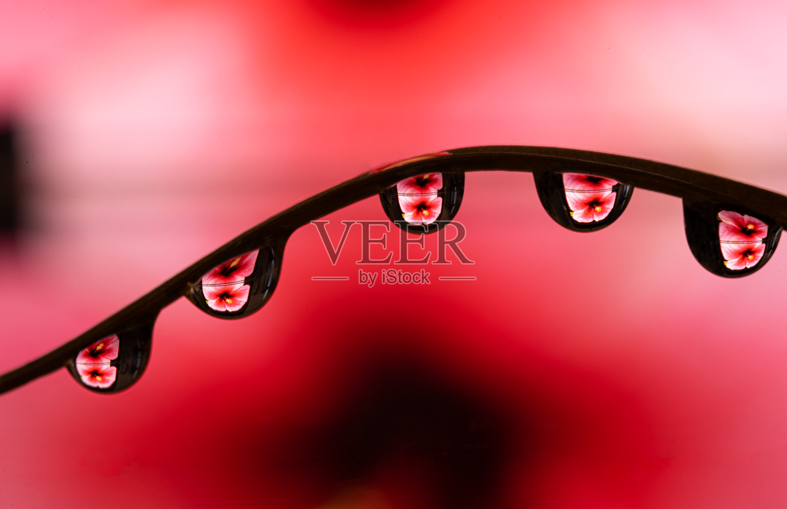 内部反射花朵的宏观水滴照片摄影图片