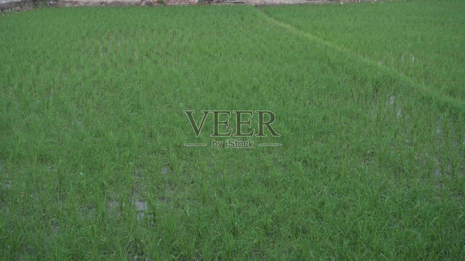 刚种完的大片稻田照片摄影图片