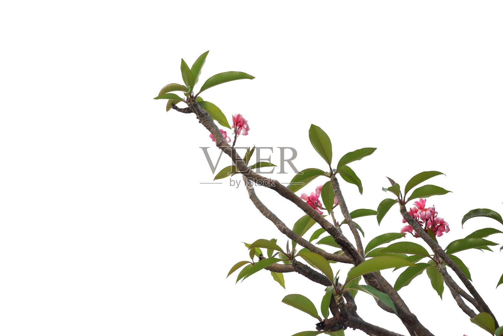 在白色孤立的背景上，一朵甜美的粉红色鸡蛋花的枝叶照片摄影图片