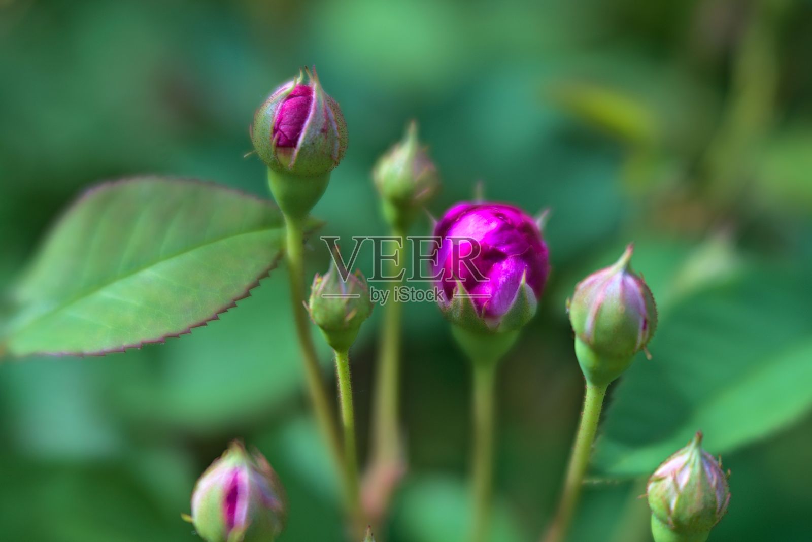 花儿盛开的近景照片摄影图片
