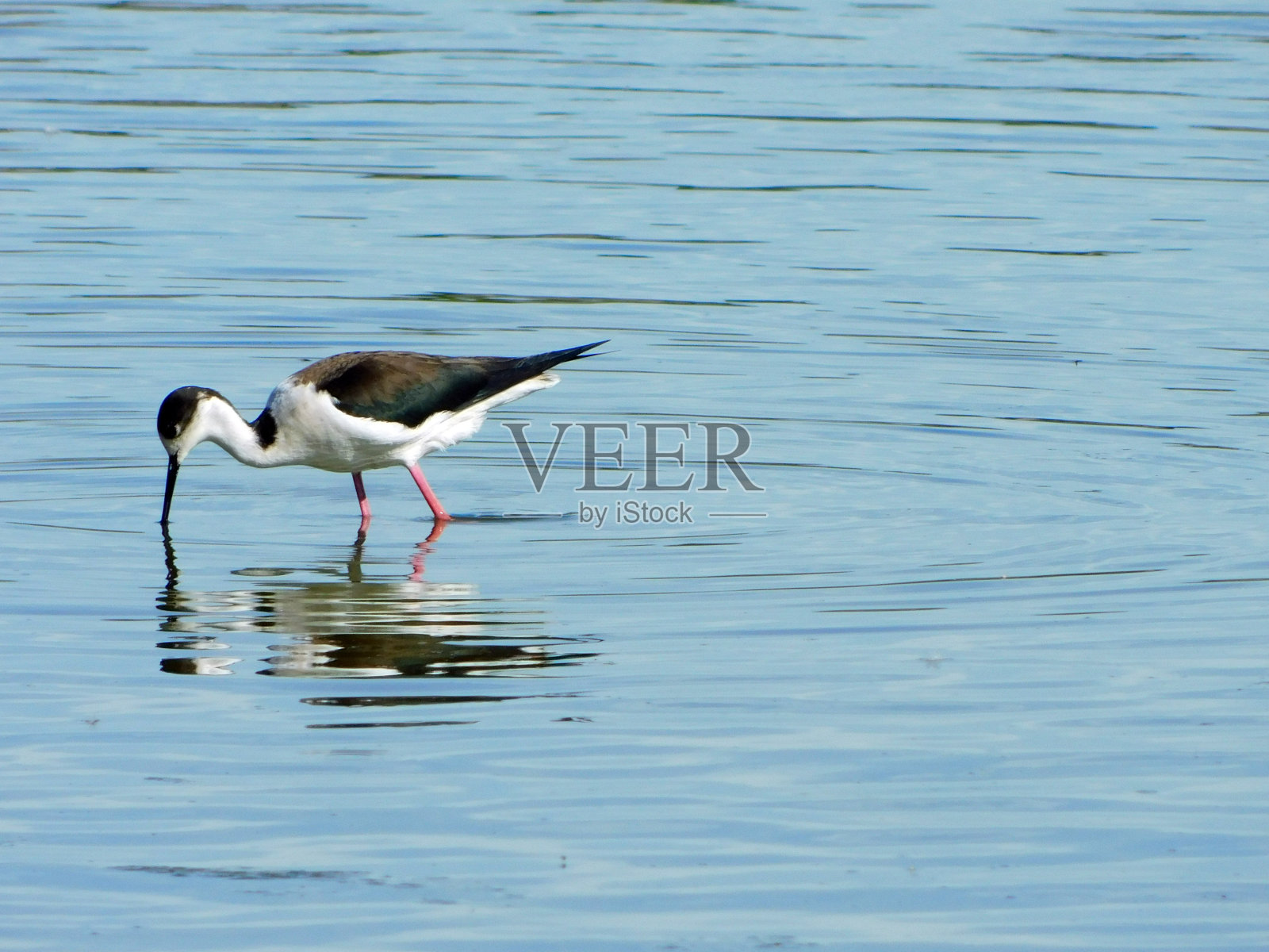 湖中常见的高跷照片摄影图片