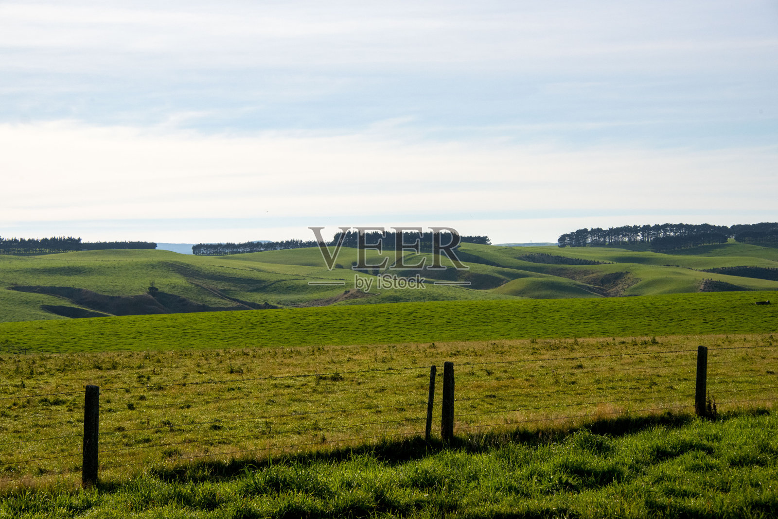 绵羊牧场照片摄影图片