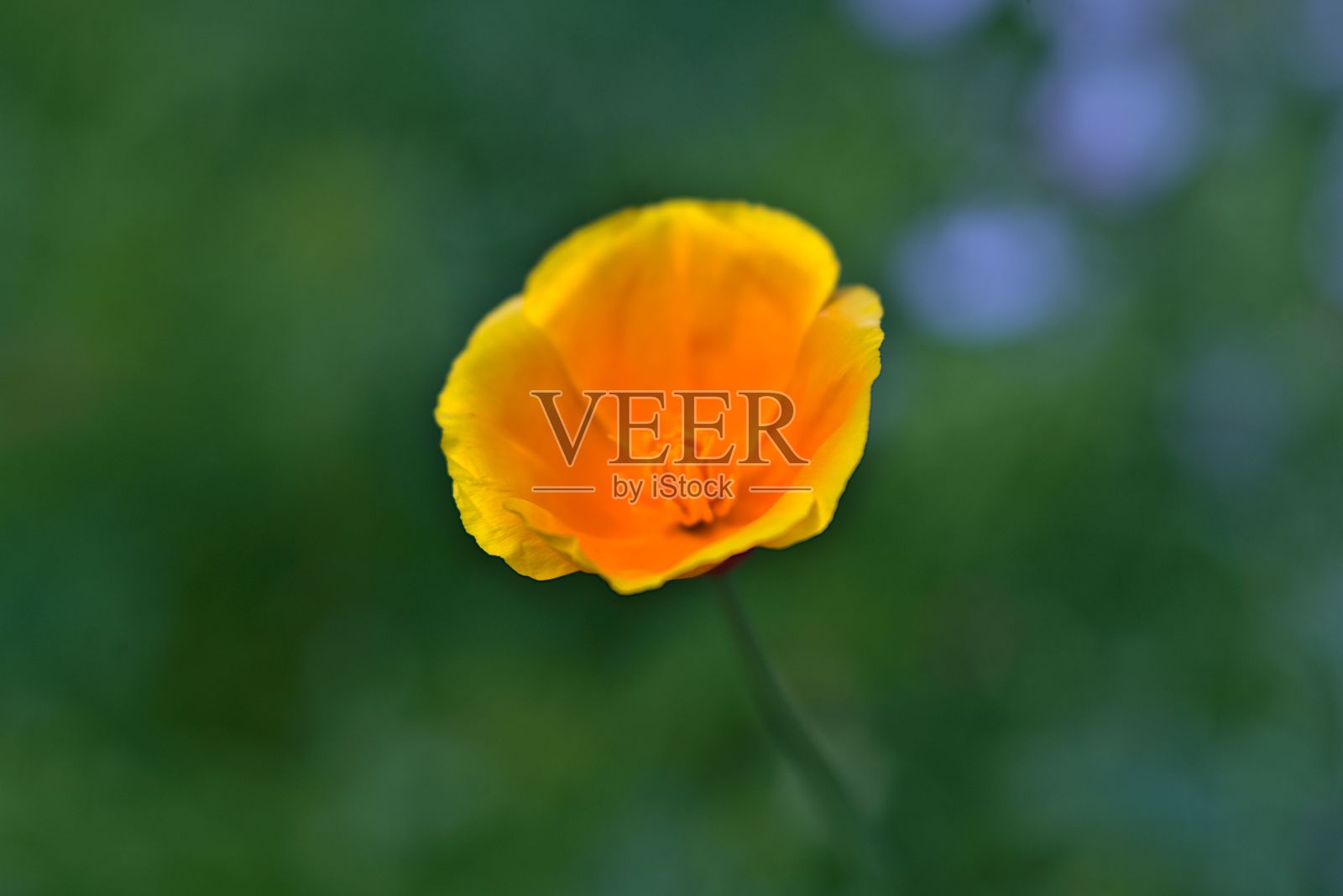 花儿盛开的近景照片摄影图片