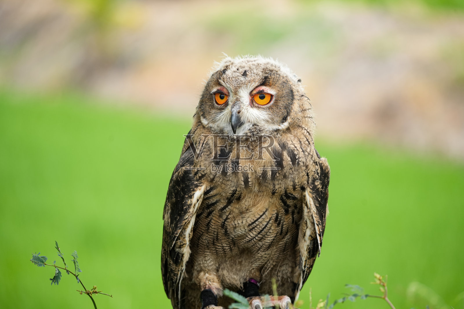 欧亚鹰鸮接近自然背景。照片摄影图片