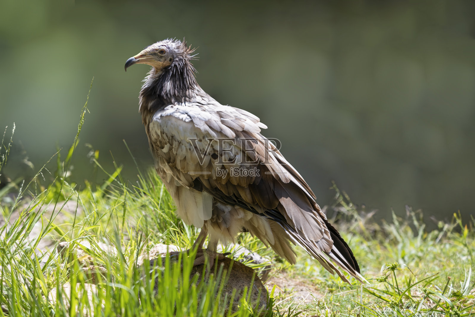 埃及秃鹰(Neophron percnopterus)，也被称为白色食腐秃鹰或法老的鸡。照片摄影图片