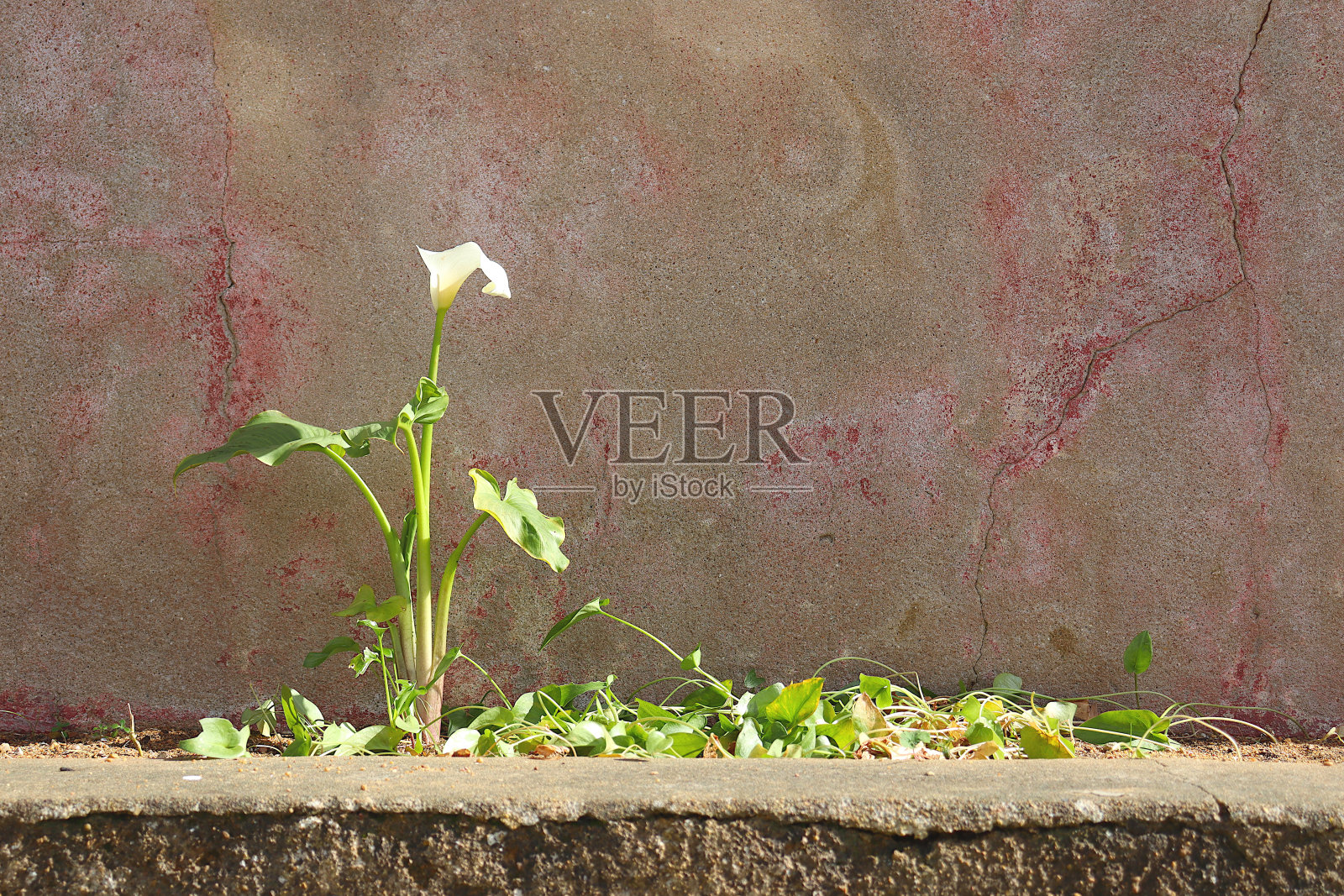 白色的马蹄莲在水泥花盆里，背景是一堵墙。照片摄影图片