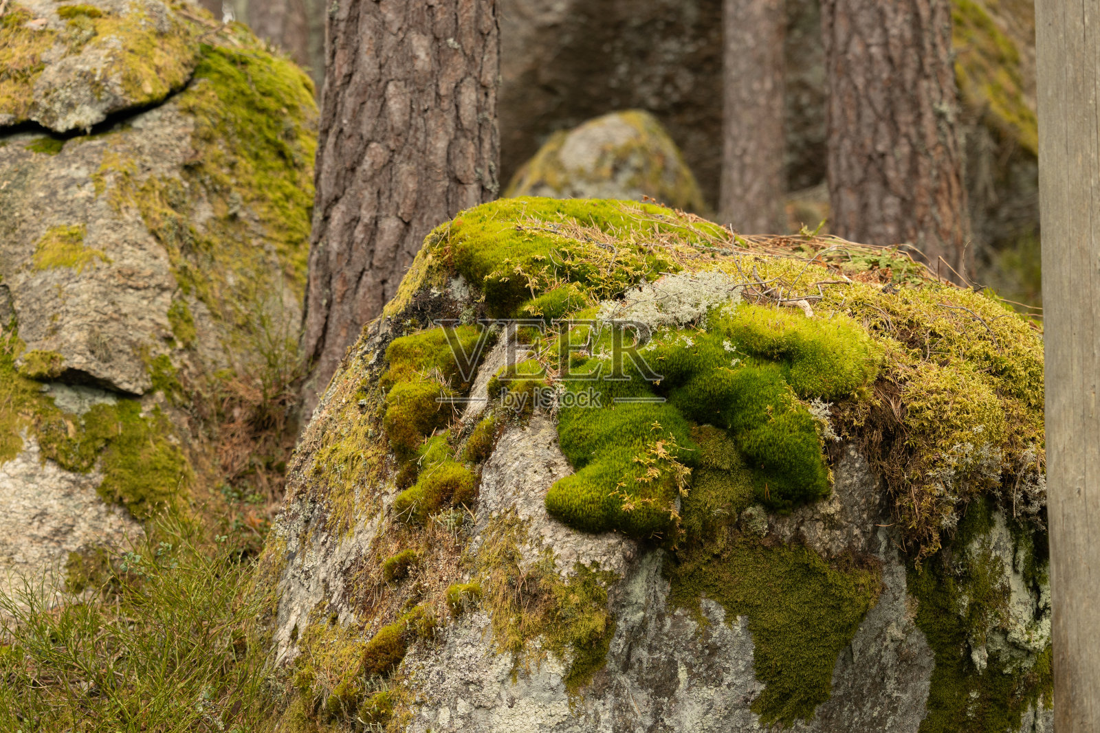 瑞典森林里长满苔藓和地衣的巨大巨石。照片摄影图片