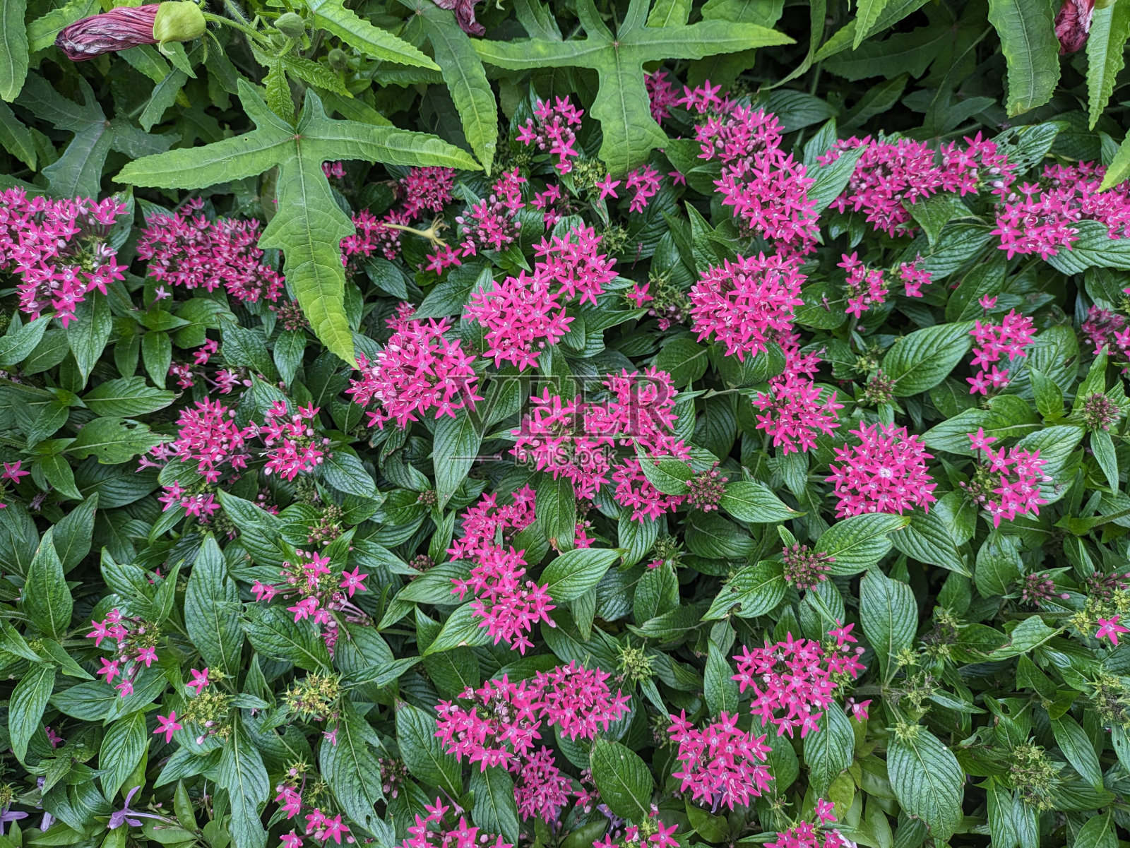 很多披风星团，俗称埃及星团，都可以作为背景图像。照片摄影图片