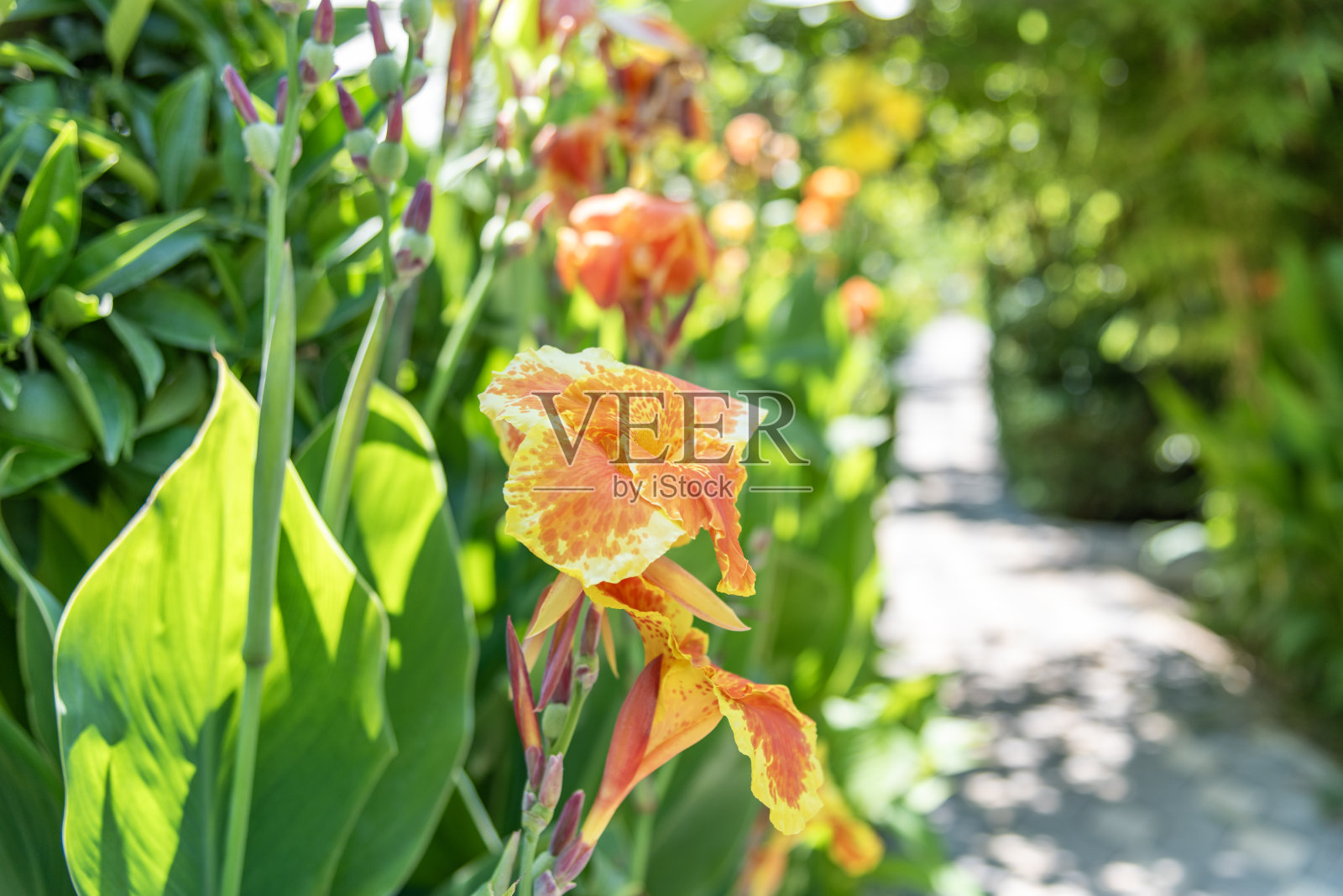 安塔利亚市的一个露营区，热带树木中的小路照片摄影图片