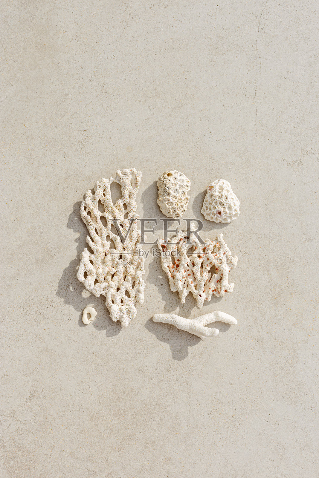 贝壳和珊瑚是最小的图案。在海岸上发现的贝壳和珊瑚的时尚布局。夏日恋爱概念，沙滩氛围。俯视图自然背景，中性白色米色渐变照片摄影图片