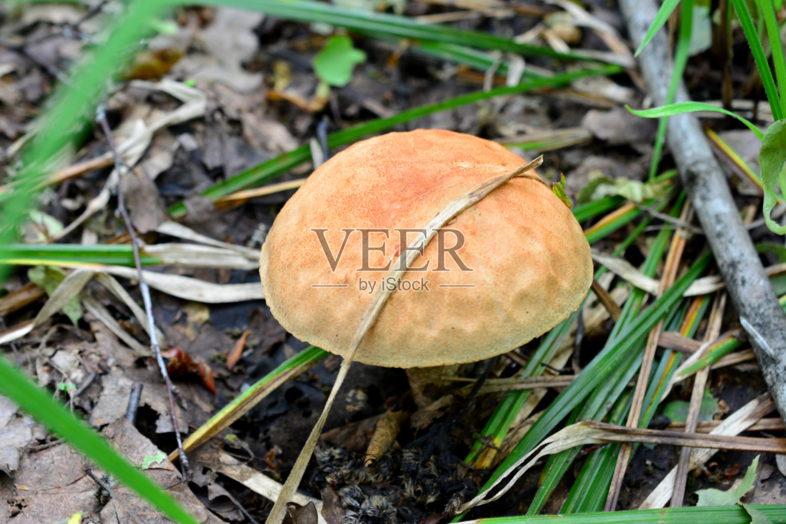 一个孤立在草丛中的卵黄菌照片摄影图片