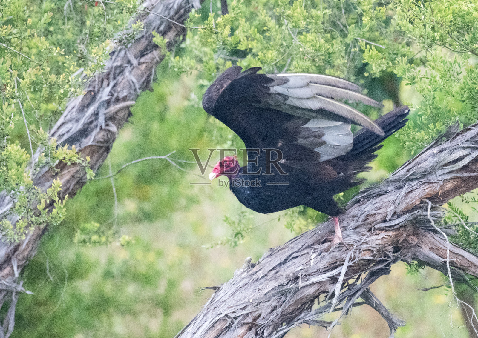 土耳其秃鹫起飞照片摄影图片