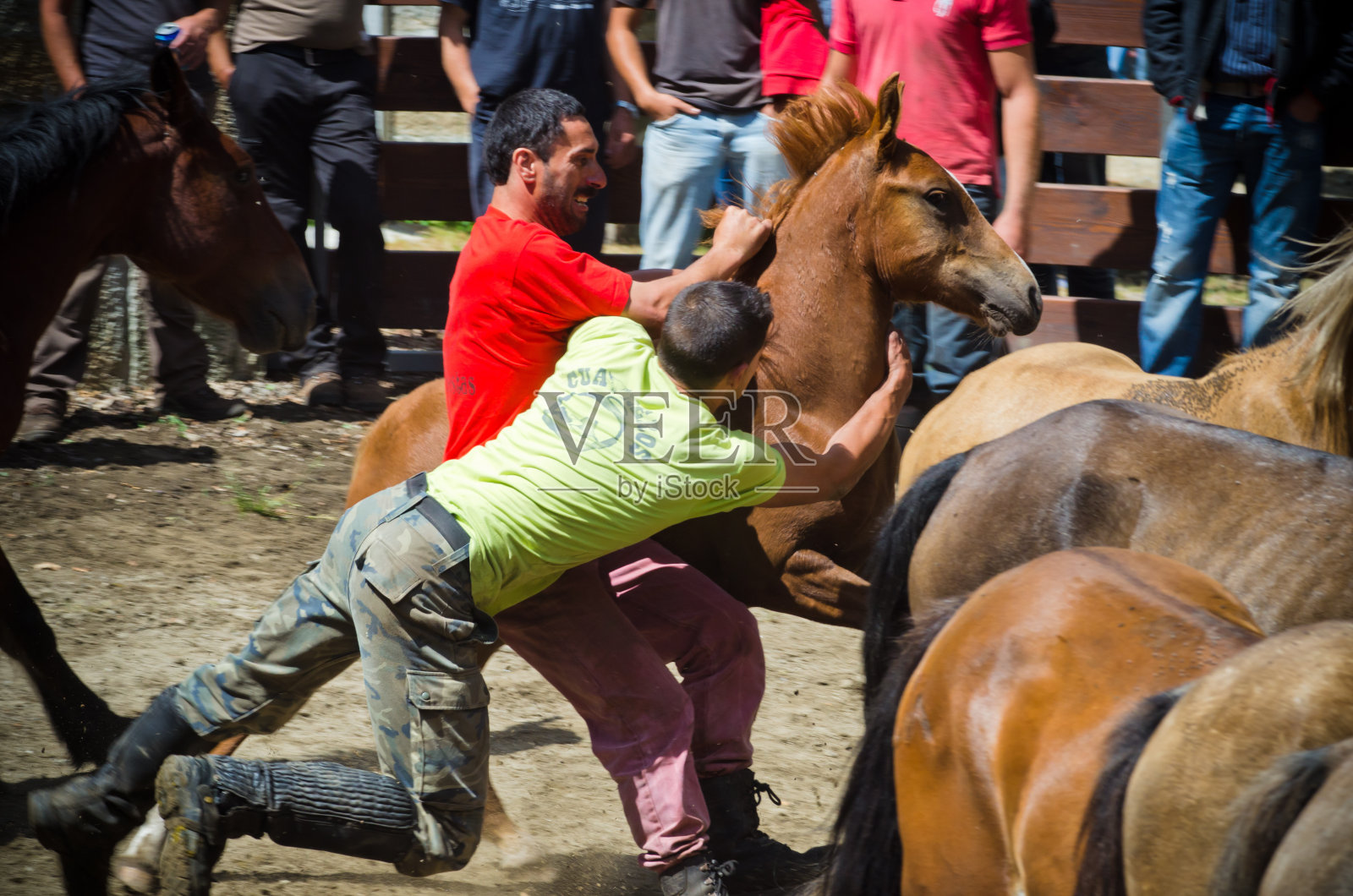 马和人照片摄影图片