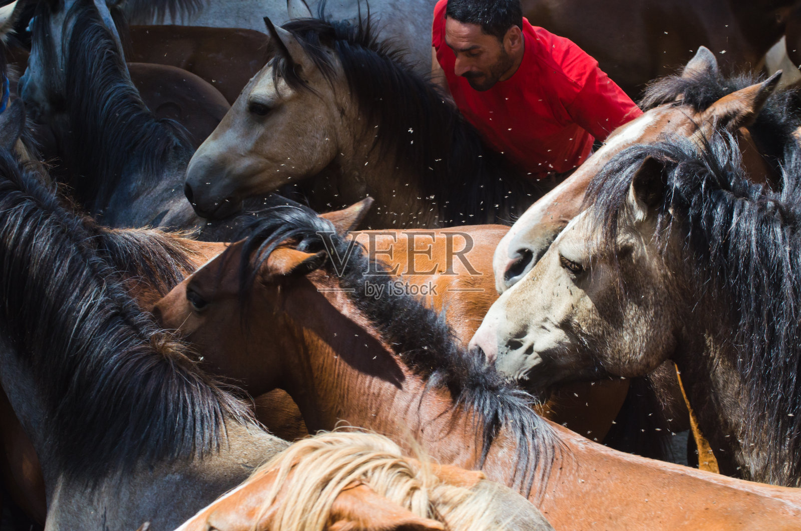 骑手和野马照片摄影图片