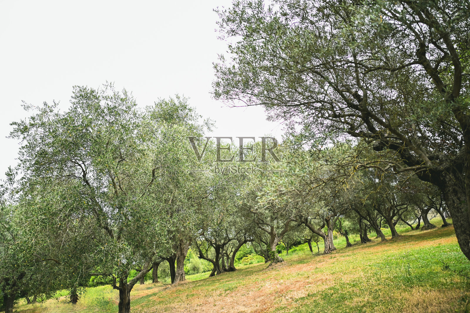 橄榄树生长在山谷里。照片摄影图片