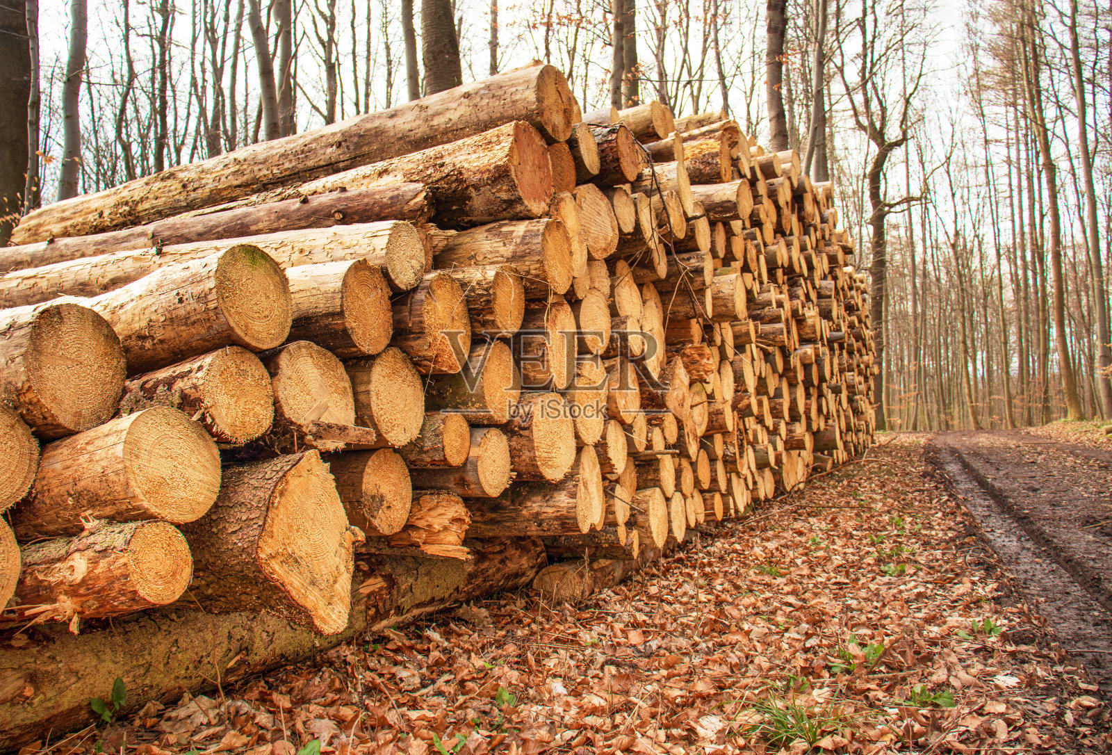 砍伐森林，砍倒的树木躺在森林里堆成一堆，收集柴火照片摄影图片