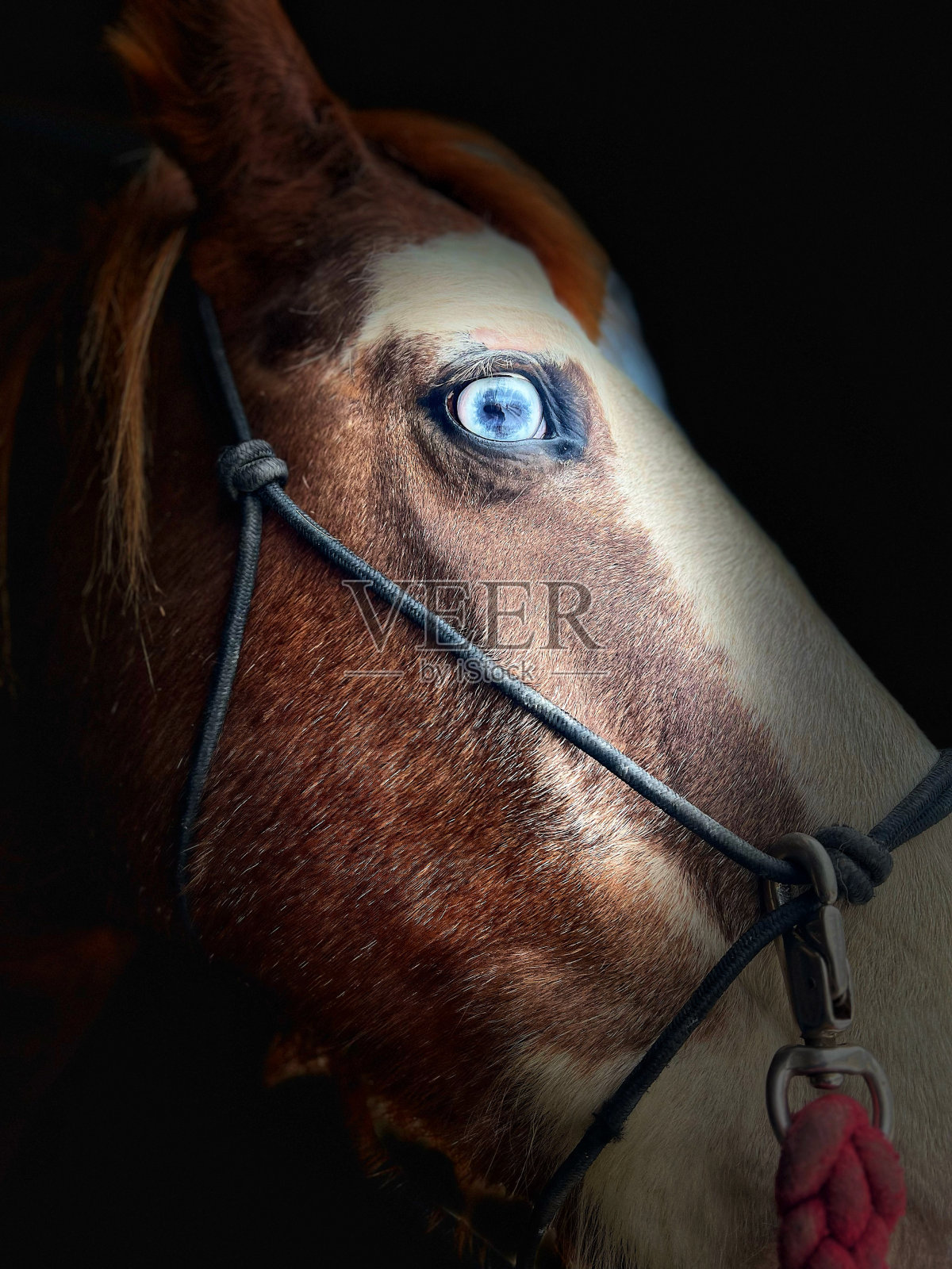 蓝眼照片摄影图片