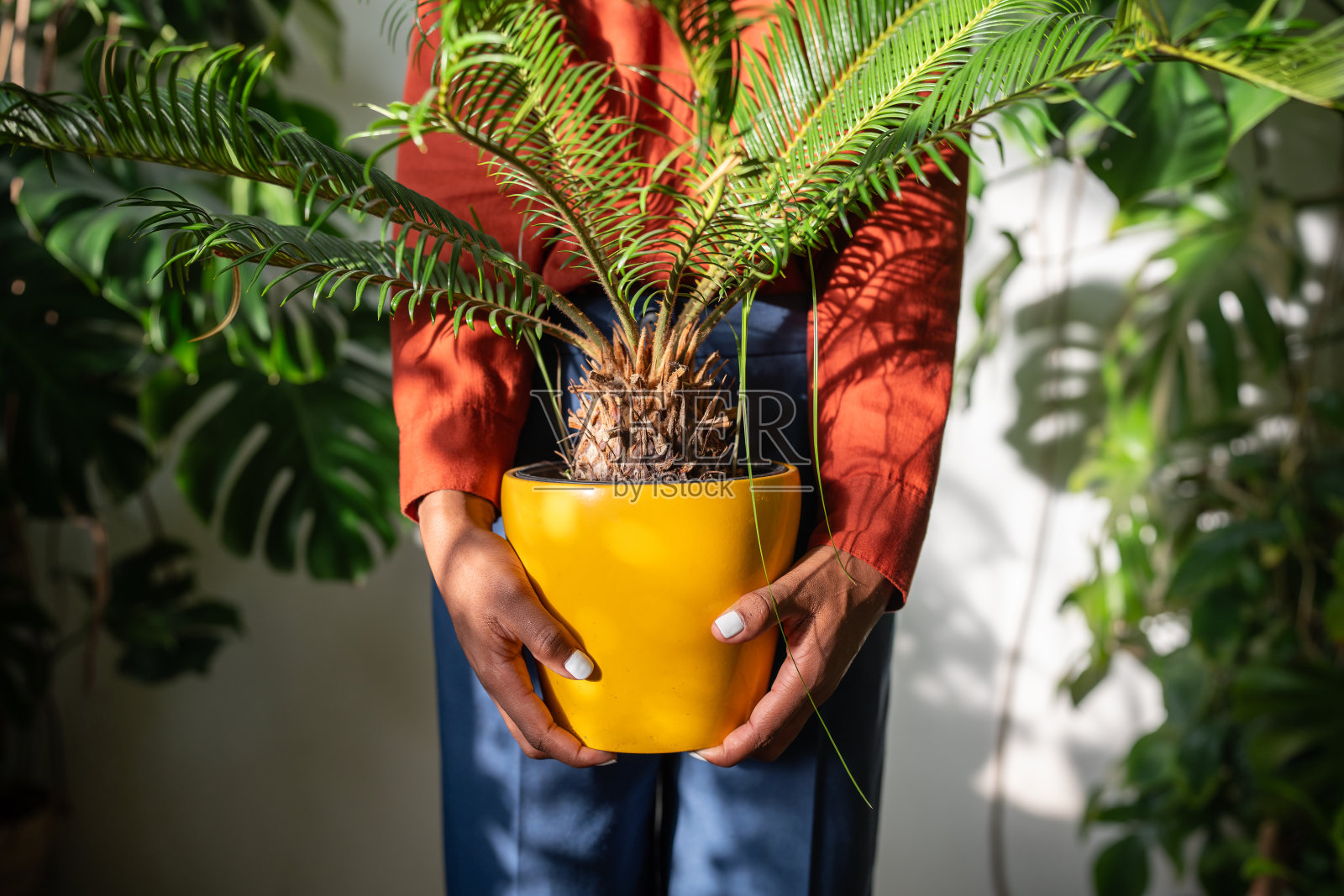 非裔美国女园丁手里拿着室内盆栽苏铁，在自家花园的黄色花盆里照片摄影图片