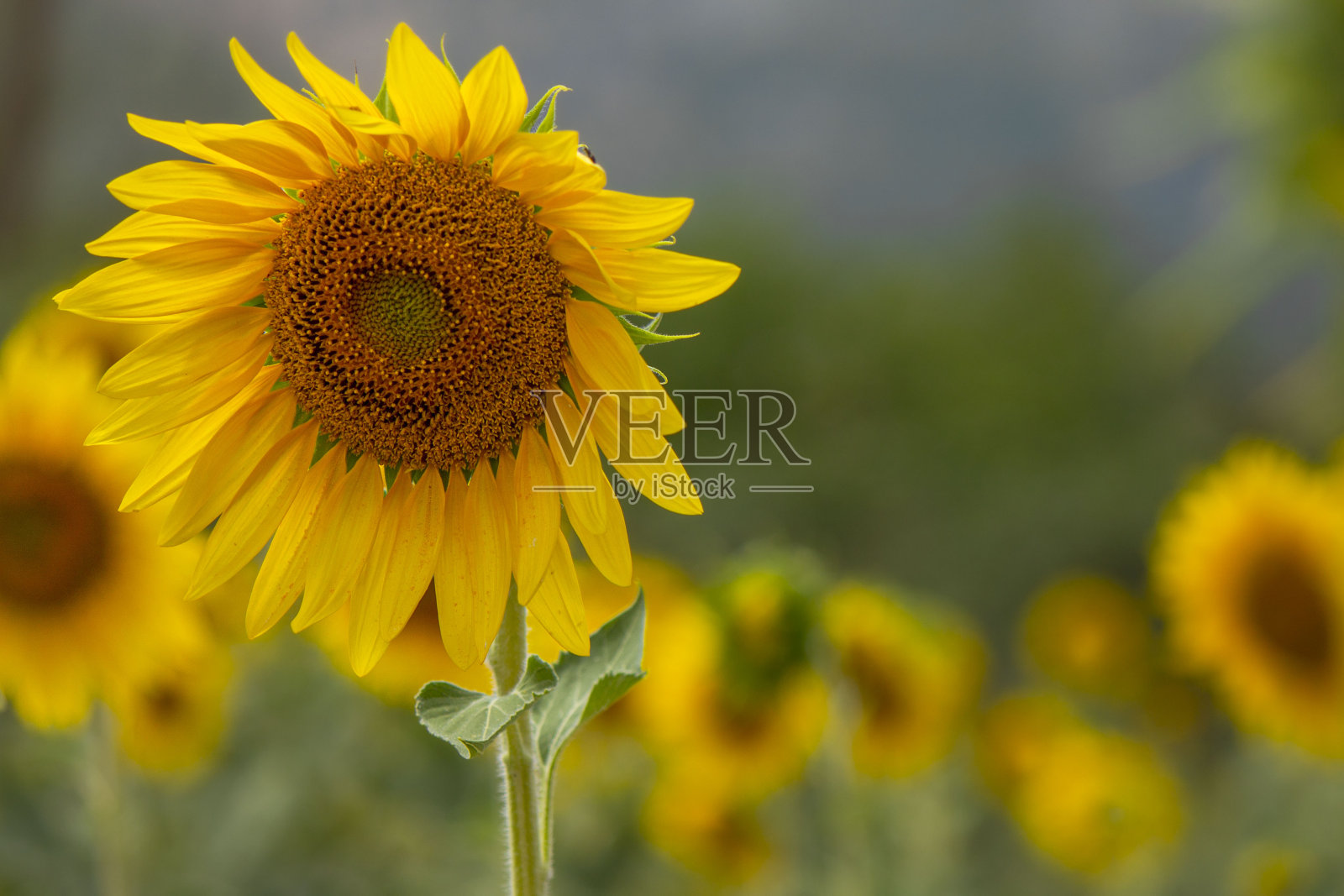 美丽的向日葵照片摄影图片