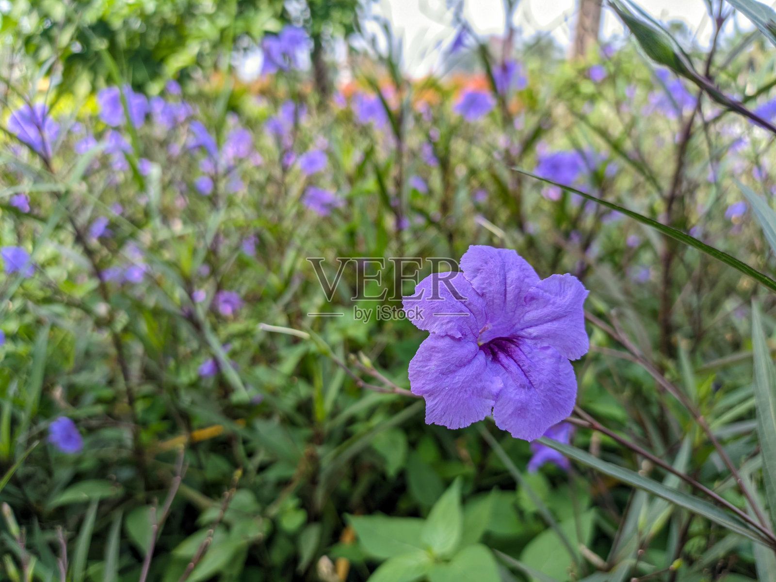 漂亮的紫色花朵照片摄影图片