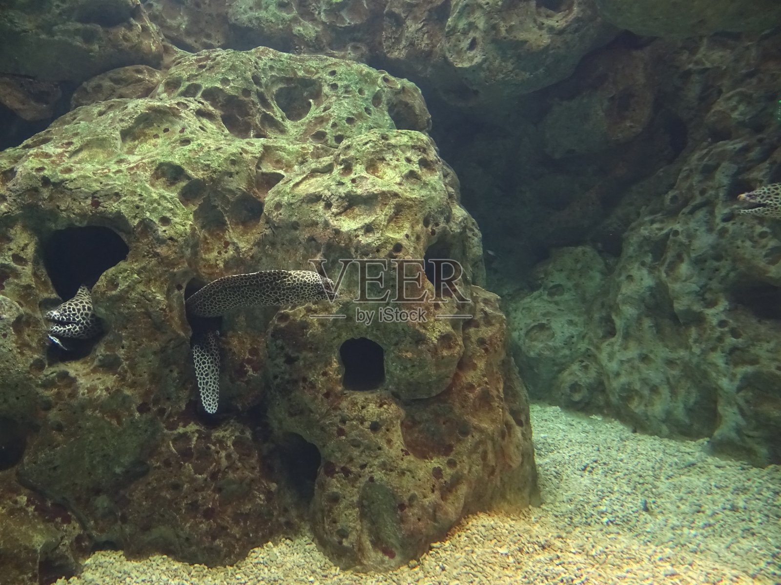 水族馆的水下和洪水景观照片摄影图片