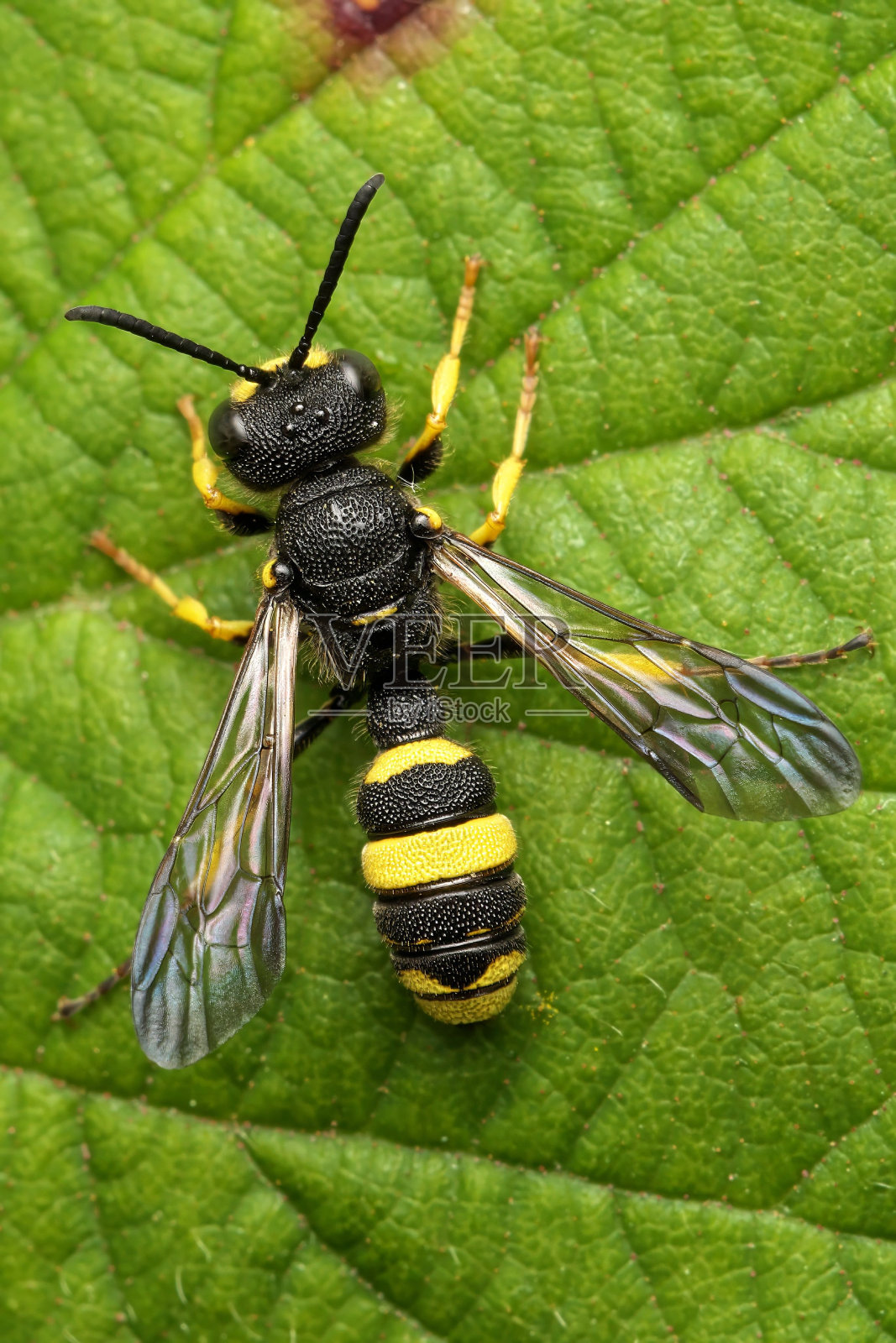 绿叶上一只华丽的尾蜂特写照片摄影图片