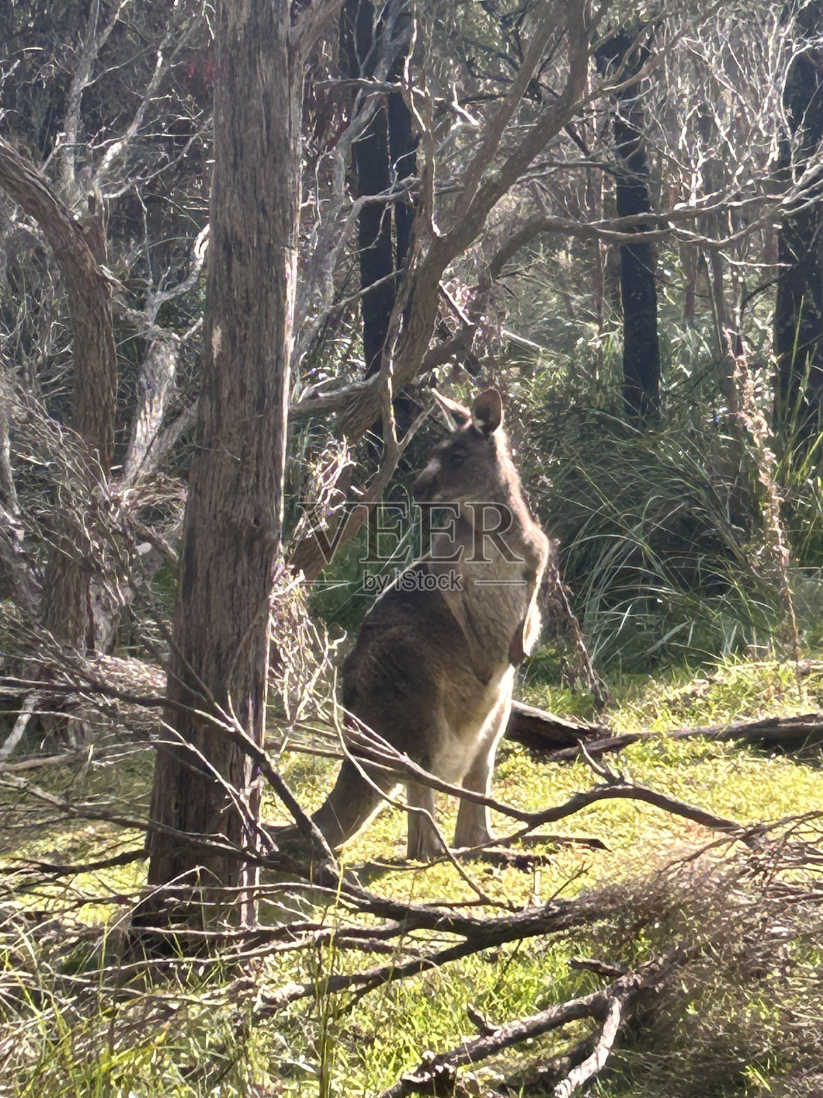 小袋鼠照片摄影图片