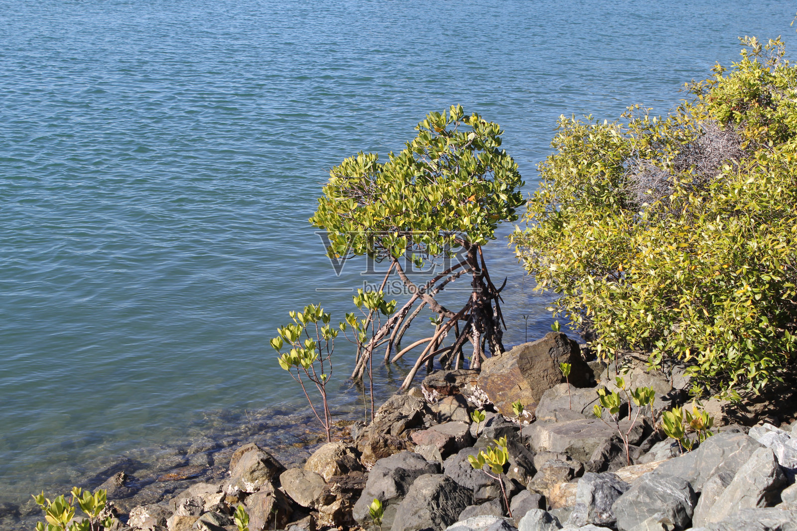 红树林生长在靠近海洋的岩石中照片摄影图片