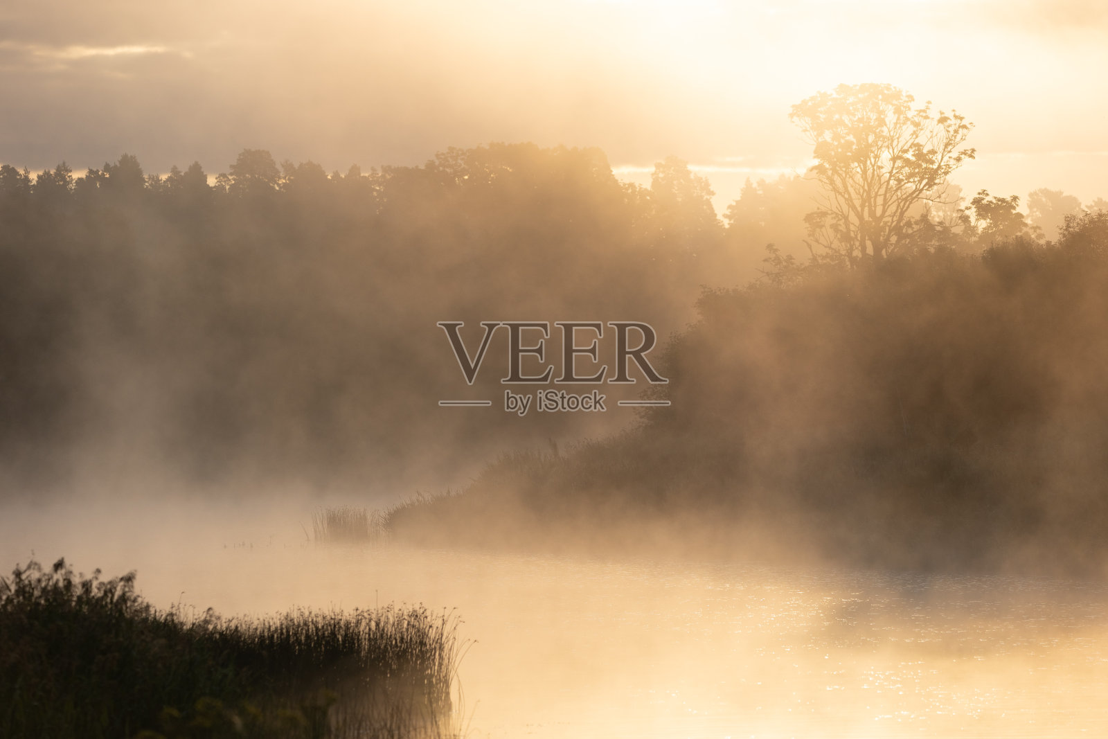 美丽的清晨景色在雾蒙蒙的河与草剪影在前景。照片摄影图片