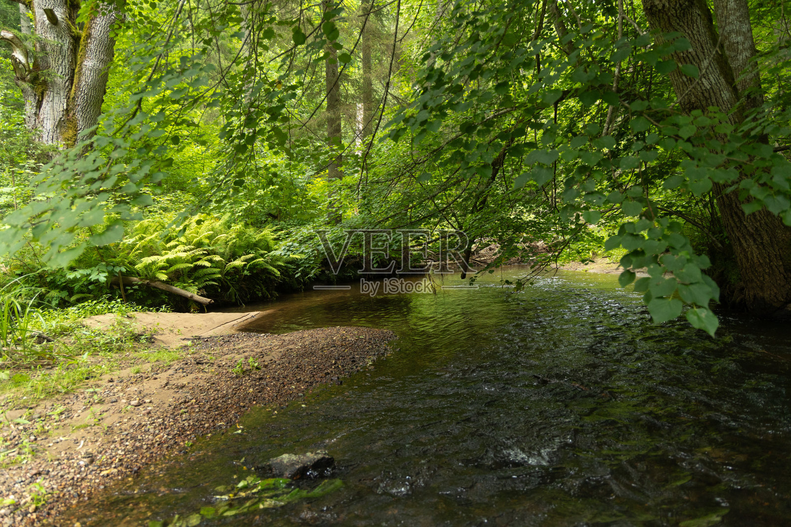一条美丽的小河流经夏日的森林。照片摄影图片