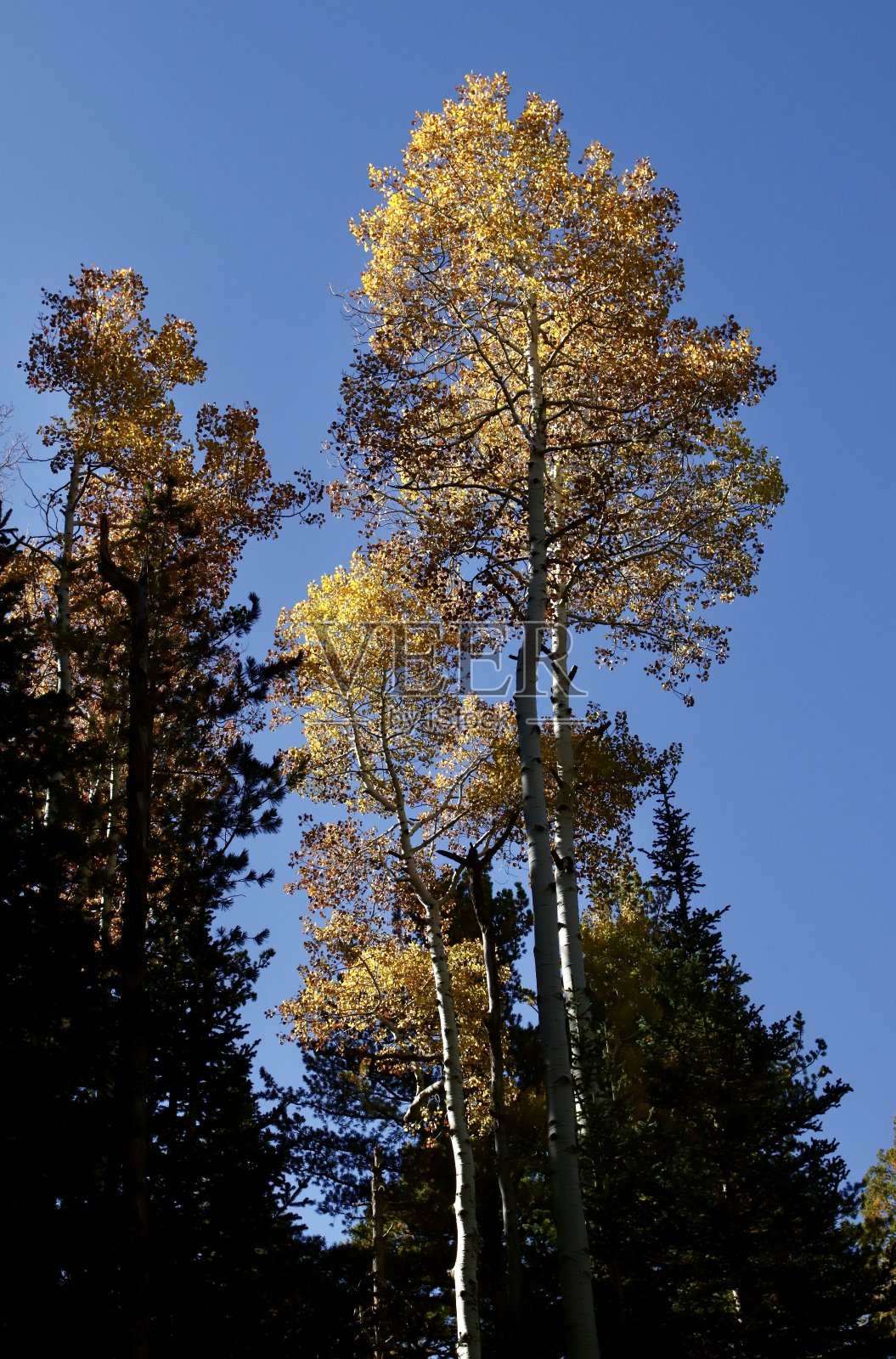 日出时金色颤抖的白杨树照片摄影图片