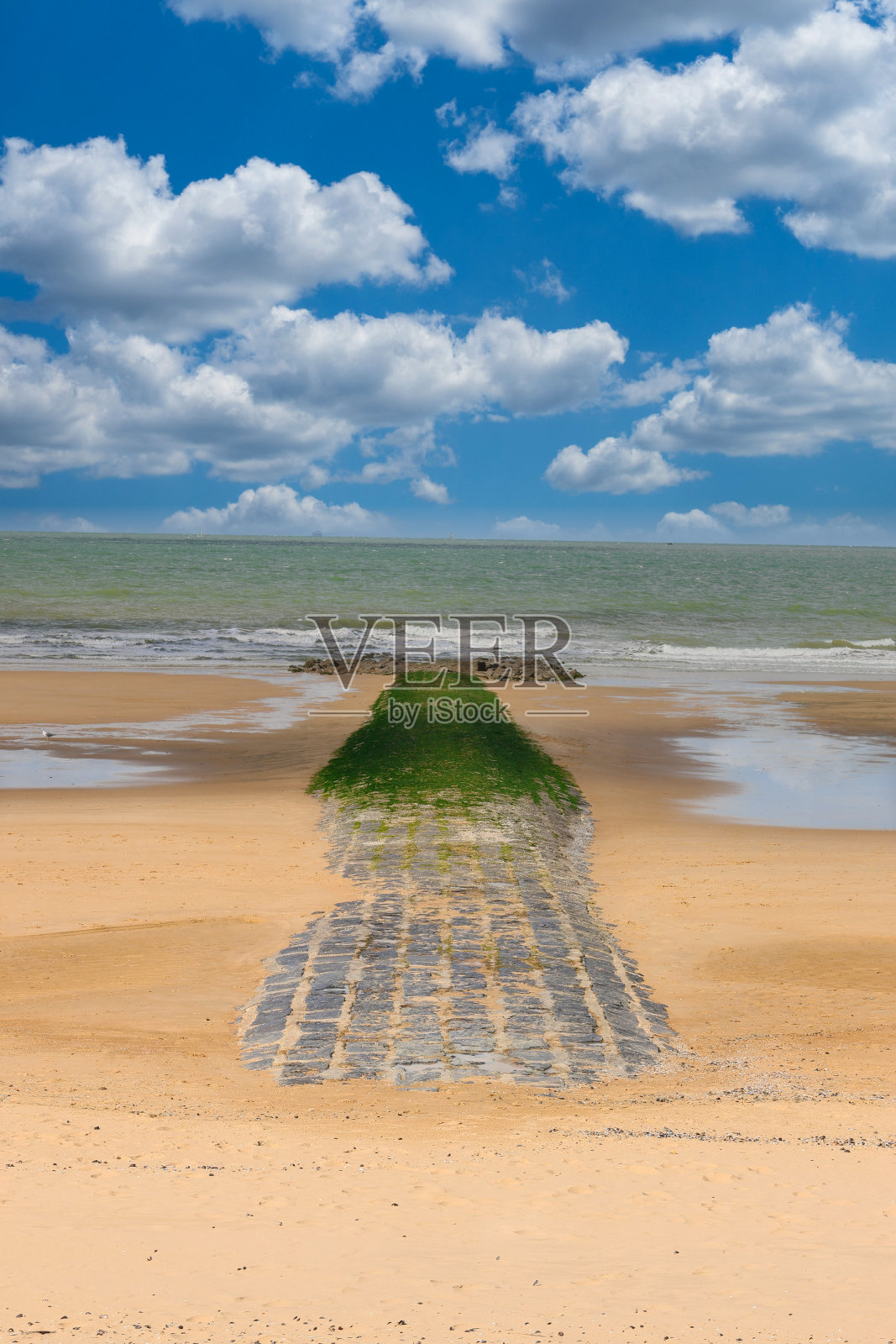 一只狗走在被潮水淹没的石头小路上照片摄影图片