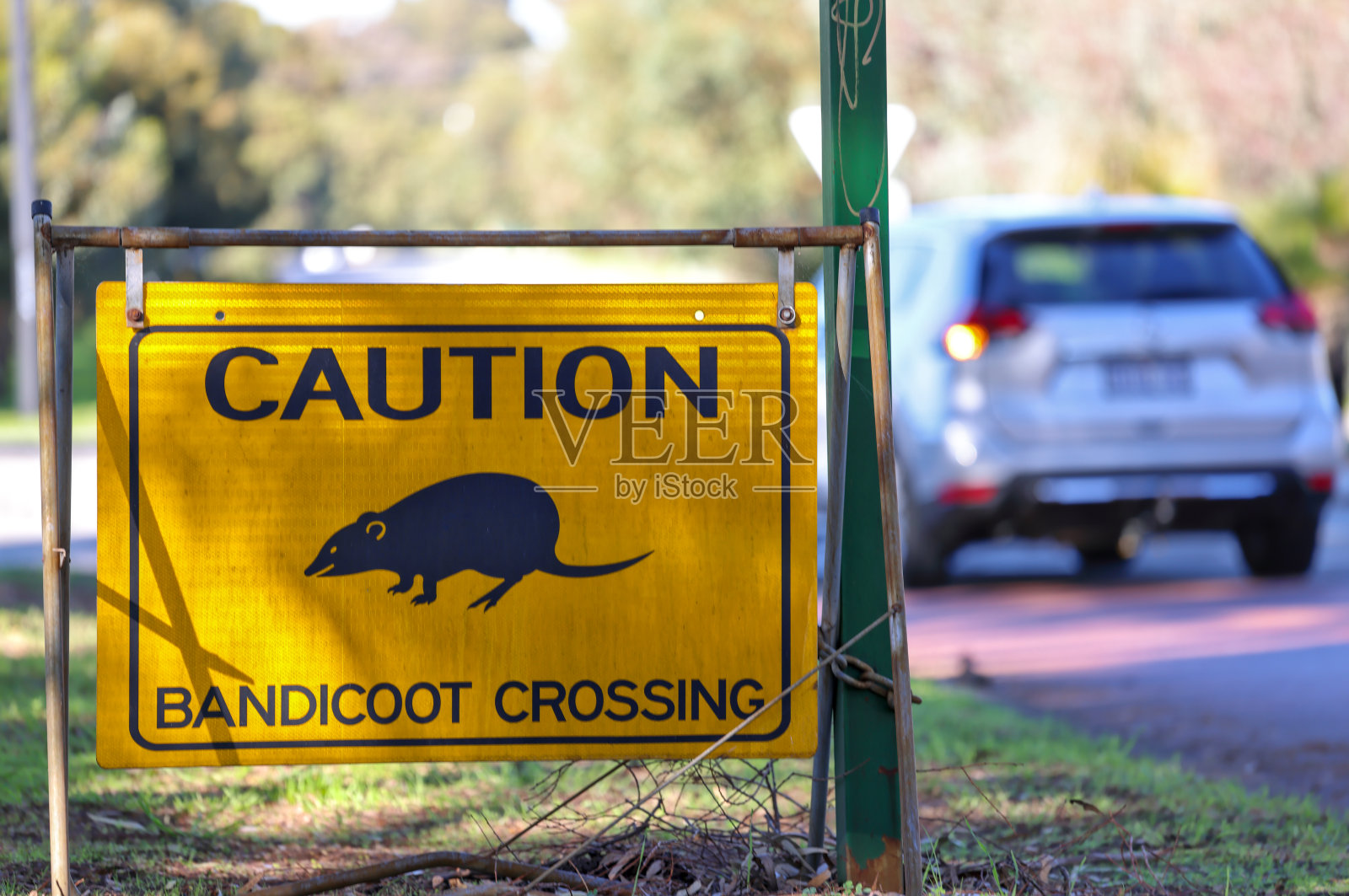 道路，交通警示标志，在城市，城市，城镇中注意班迪库特十字路口。独特的澳大利亚动物，野生动物。汽车从后面经过。照片摄影图片
