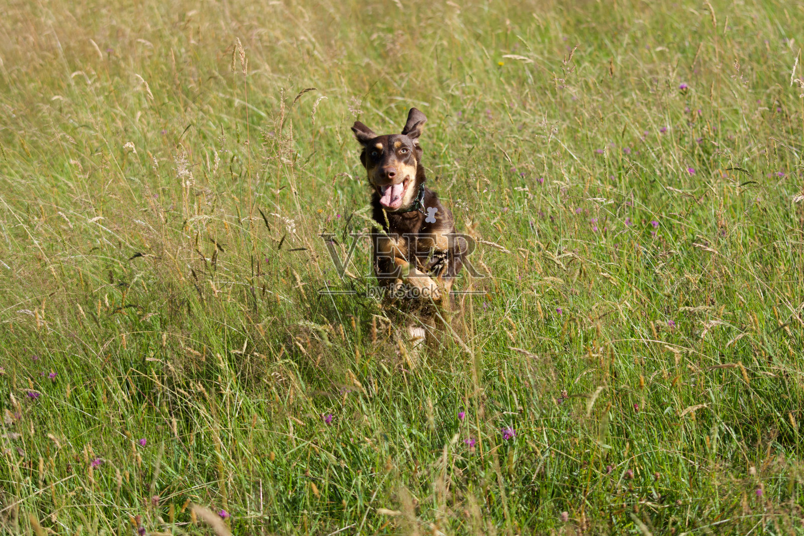野外快乐的狗照片摄影图片