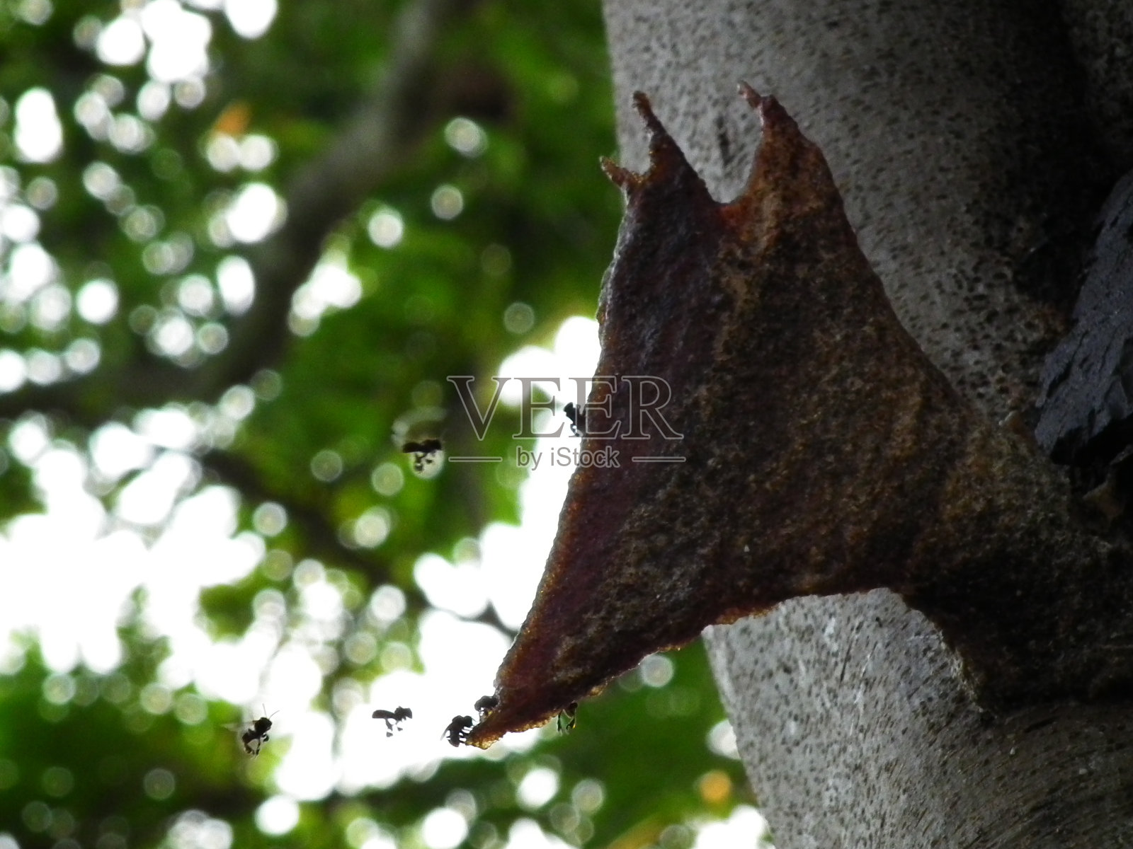 บ้านบนต้นไม้照片摄影图片