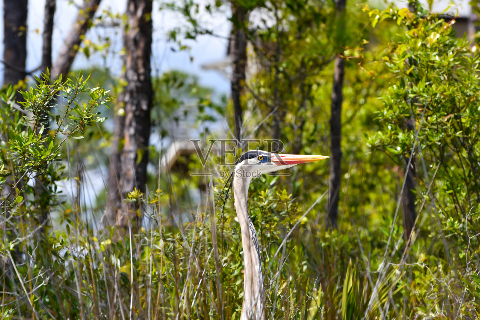 运河岸边的大蓝鹭照片摄影图片