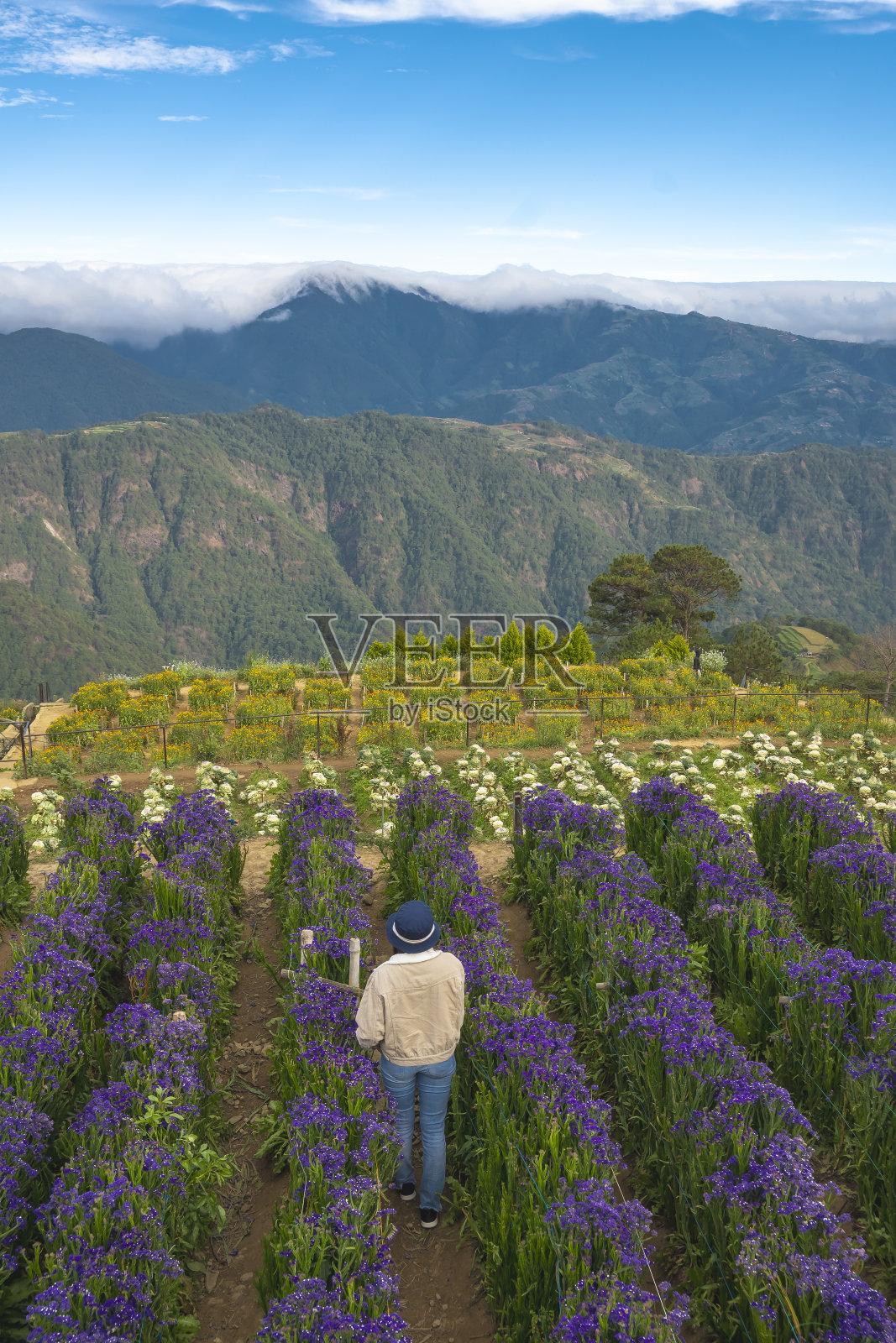 一位戴着帽子的游客穿过一座充满活力的山间花园，花园的背景是一排排紫色的花朵和雾气缭绕的山峰。在菲律宾本格特阿托克的北方花朵农场。照片摄影图片