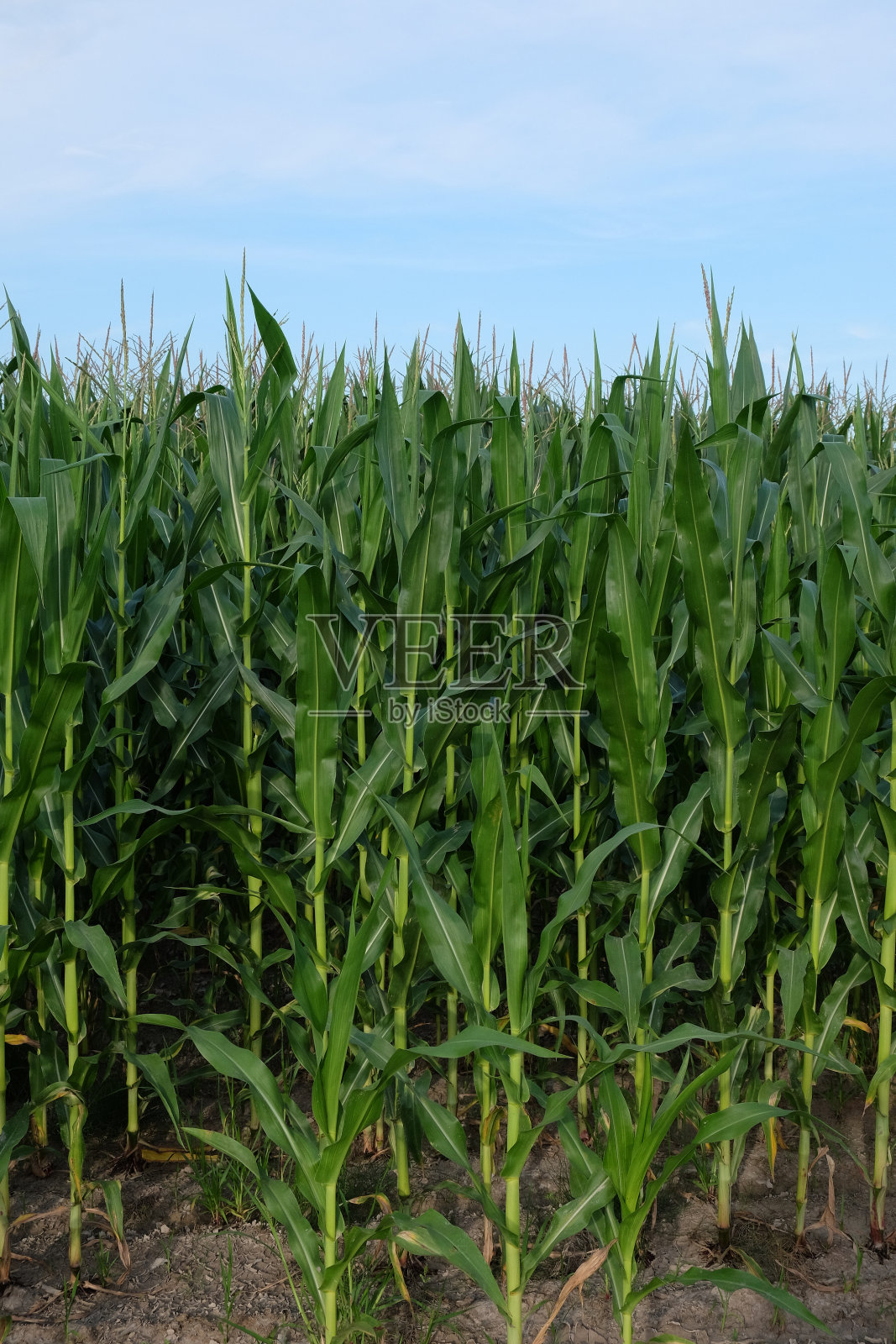 蓝天下农田里的玉米。农业景观。照片摄影图片