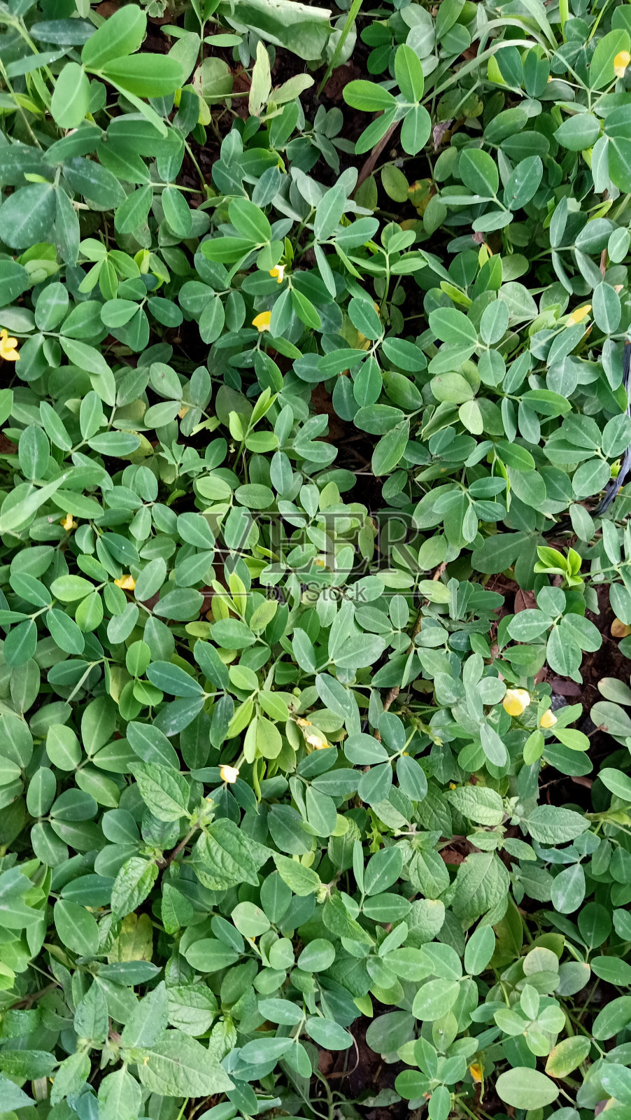 平托花生植株特写照片摄影图片